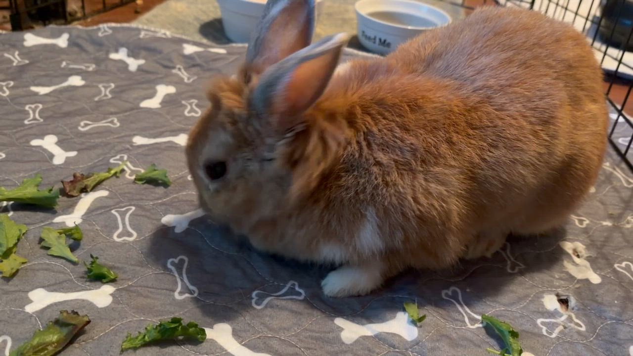 Enlarge Soba, a Adoptable mixed breed in Longwood, FL video 3/3