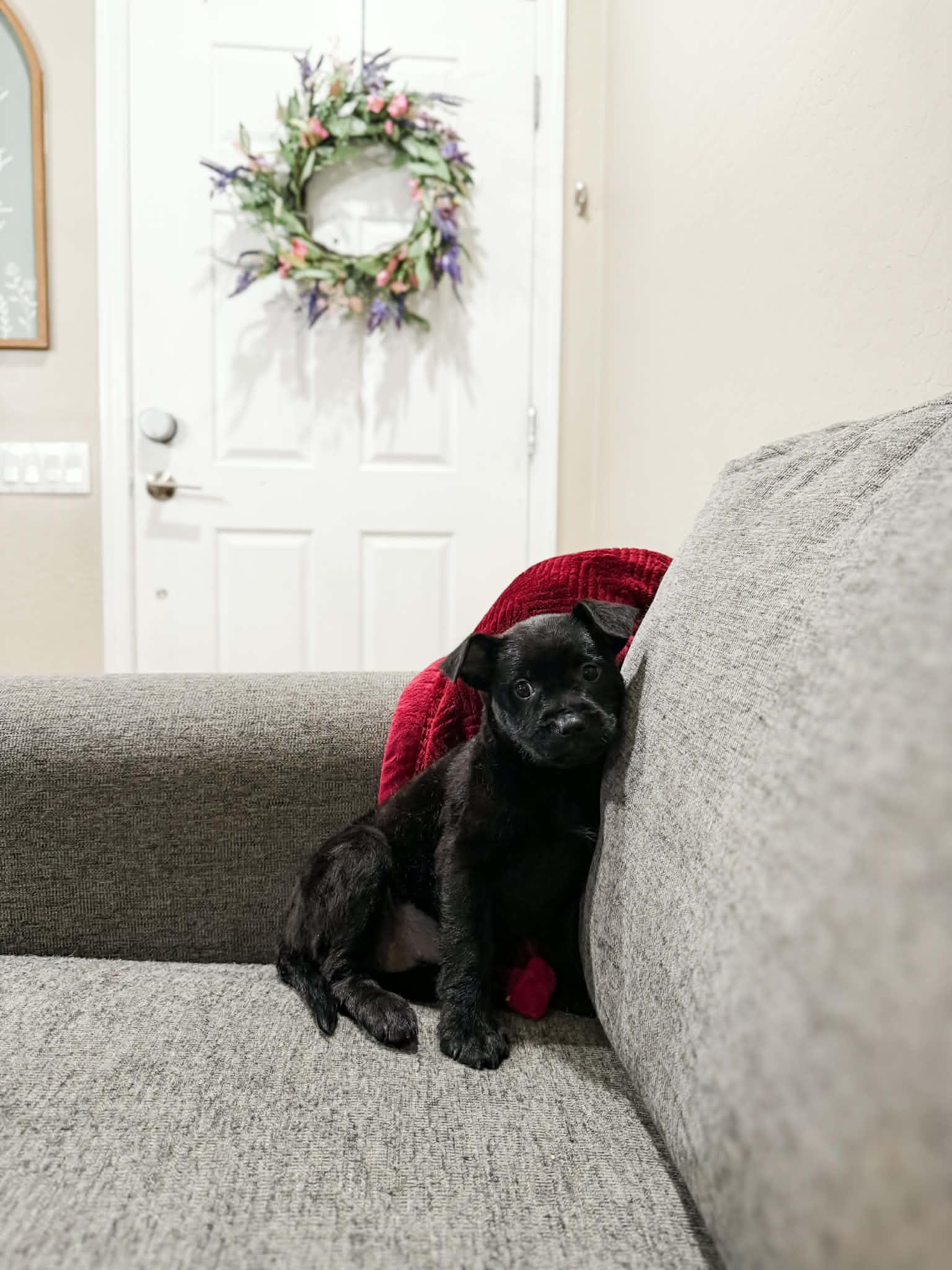 Yari, Adoptable, Puppy Female Labrador Retriever.