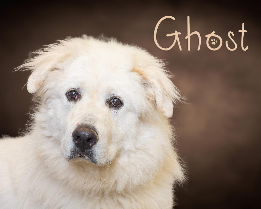 Ghost, Adult Male Great Pyrenees