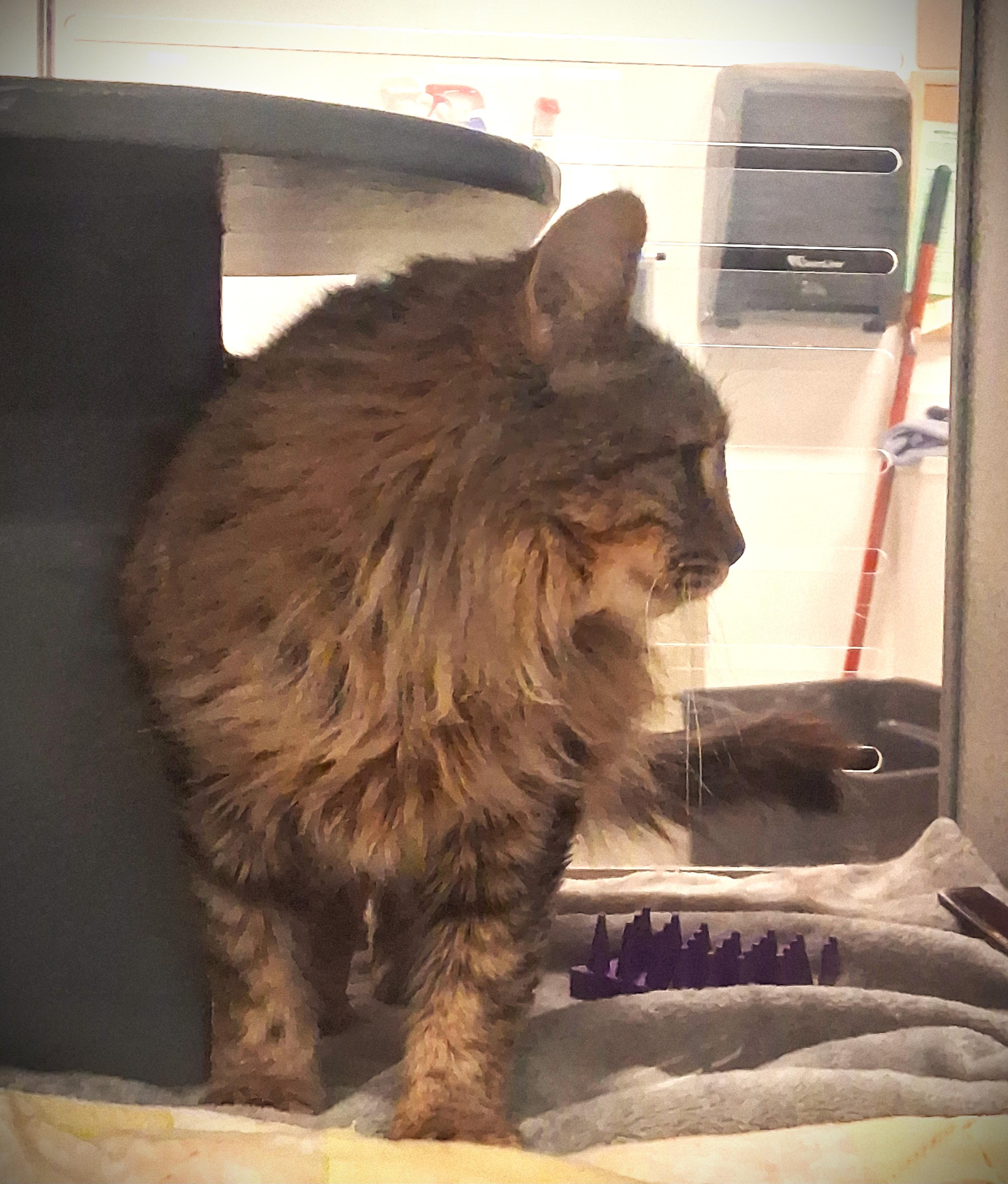 Lu Lu @ Petsmart Mankato, a ADOPTABLE Domestic Long Hair in Mankato, MN image 4/5