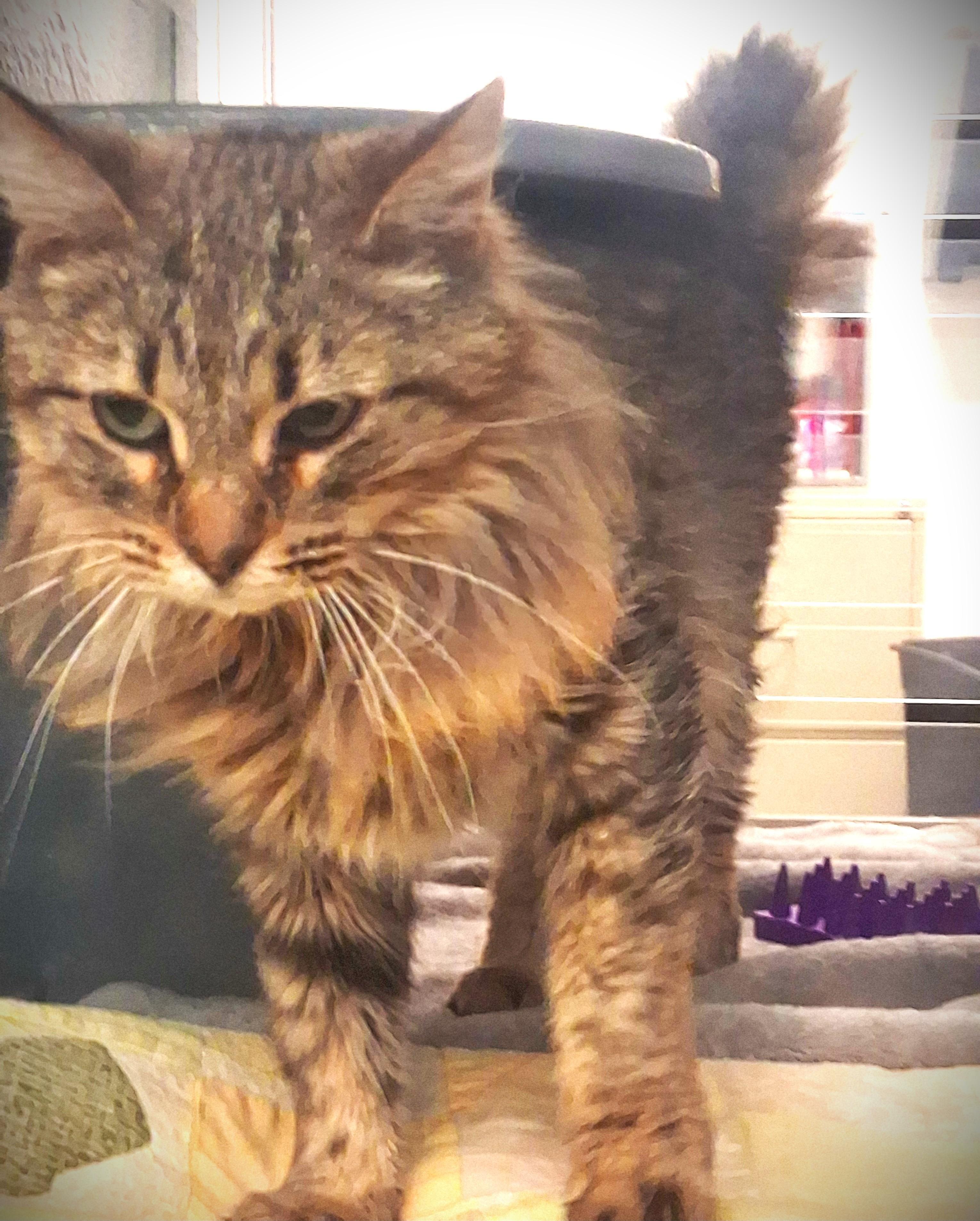 Lu Lu @ Petsmart Mankato, a ADOPTABLE Domestic Long Hair in Mankato, MN image 5/5