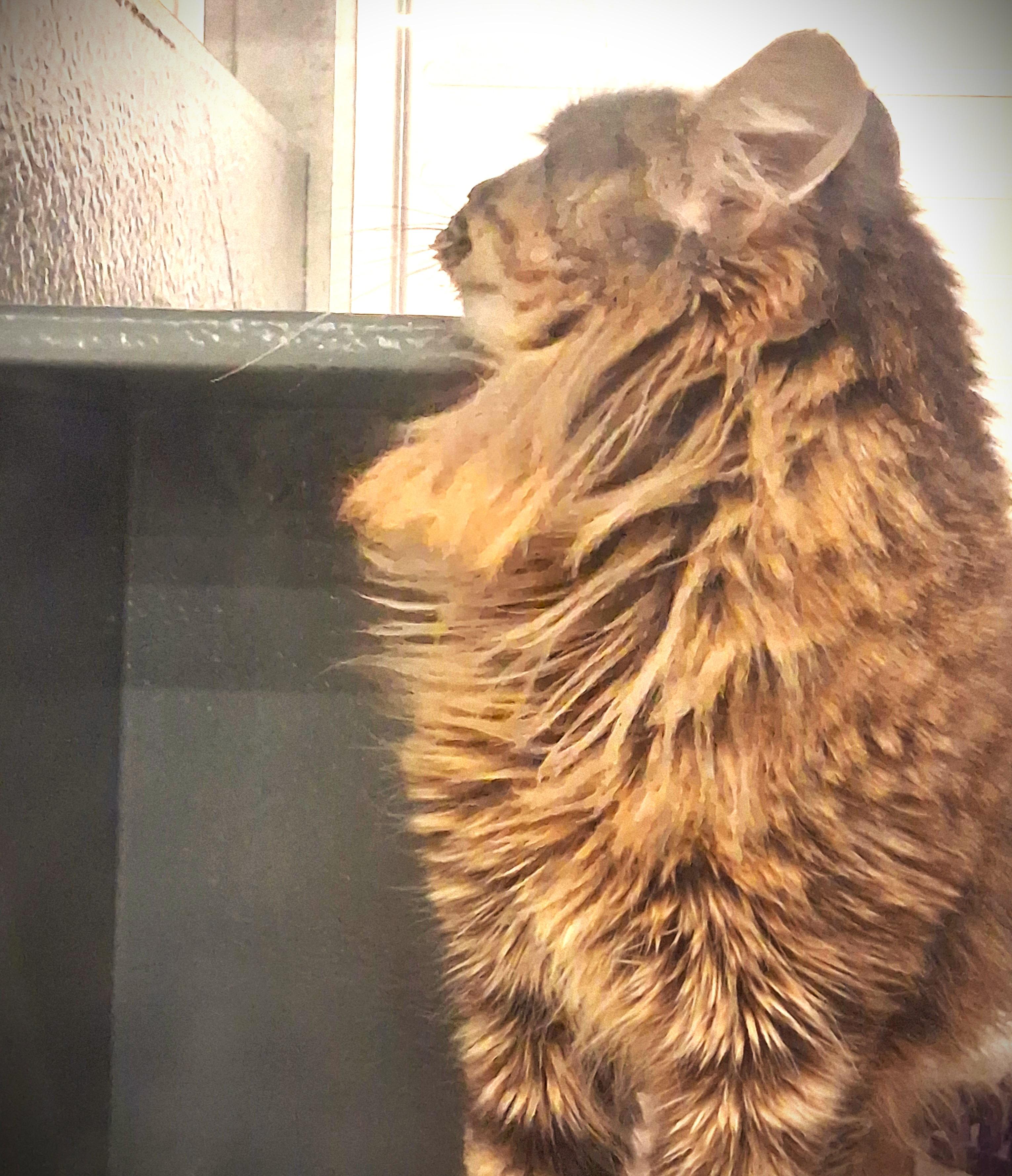 Lu Lu @ Petsmart Mankato, ADOPTABLE, Young Female Domestic Long Hair.