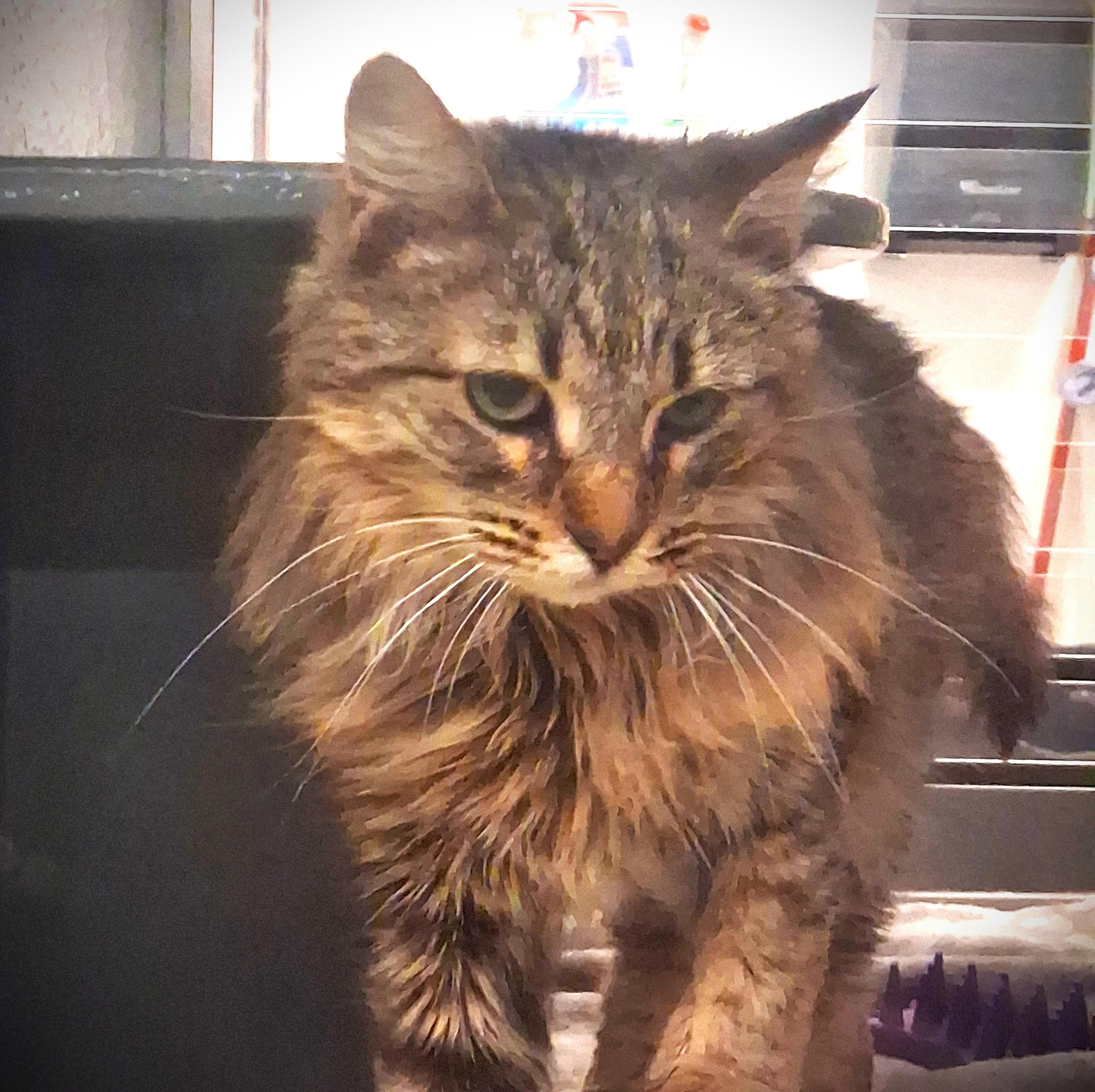 Lu Lu @ Petsmart Mankato, a ADOPTABLE Domestic Long Hair in Mankato, MN image 2/5