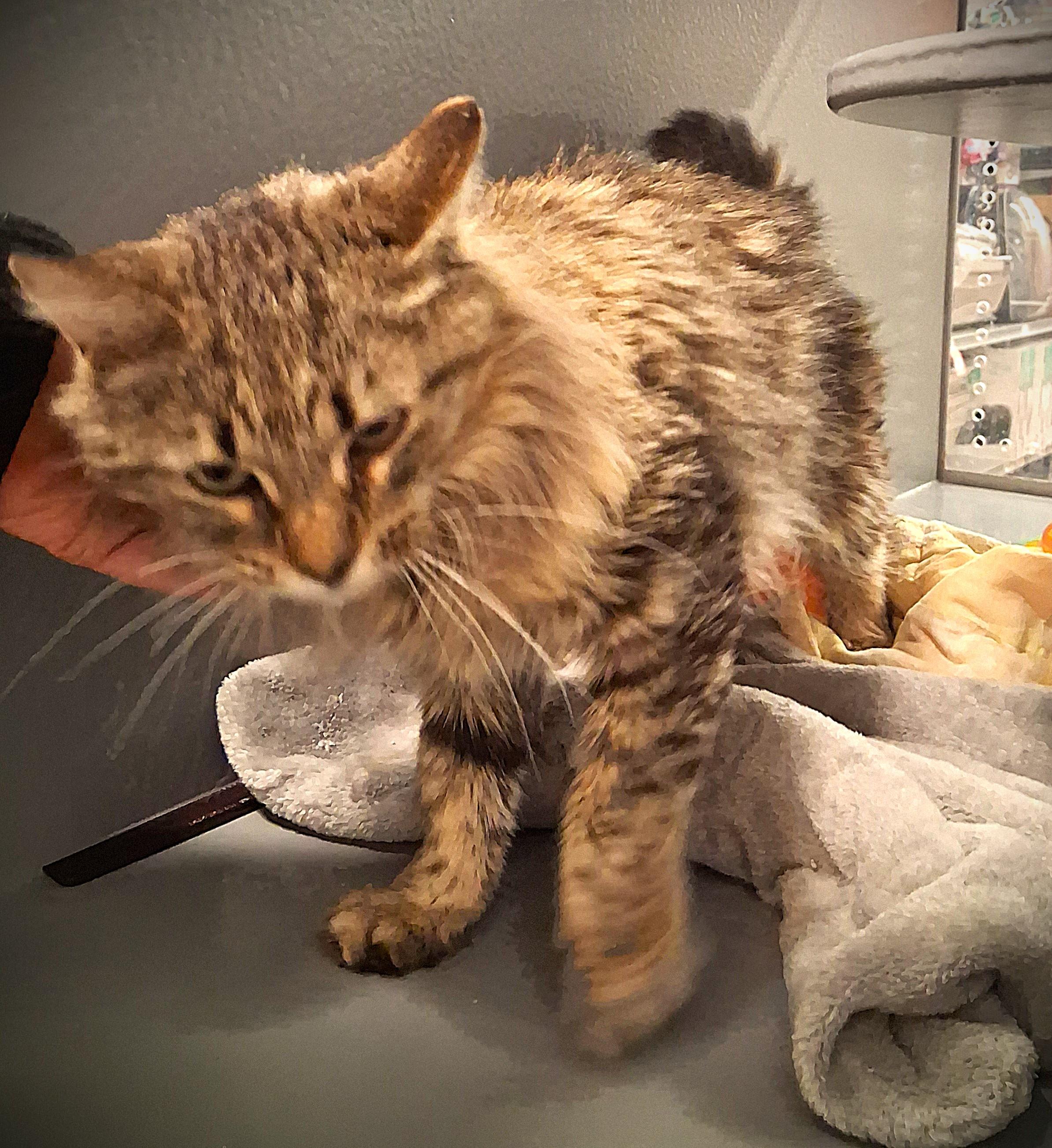 Lu Lu @ Petsmart Mankato, a ADOPTABLE Domestic Long Hair in Mankato, MN image 3/5