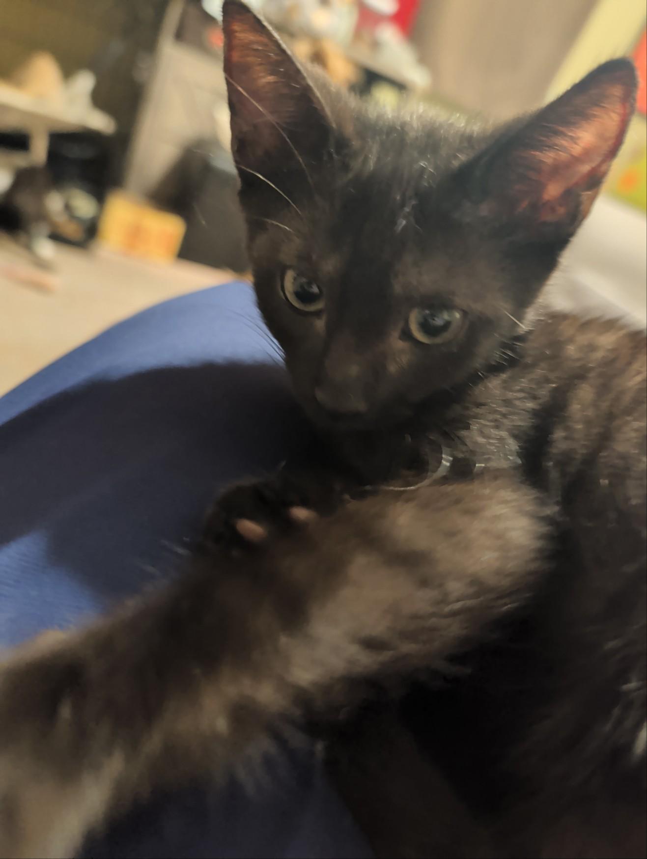 Enlarge Seager, a Adoptable Domestic Short Hair in Palm Harbor, FL image 5/5