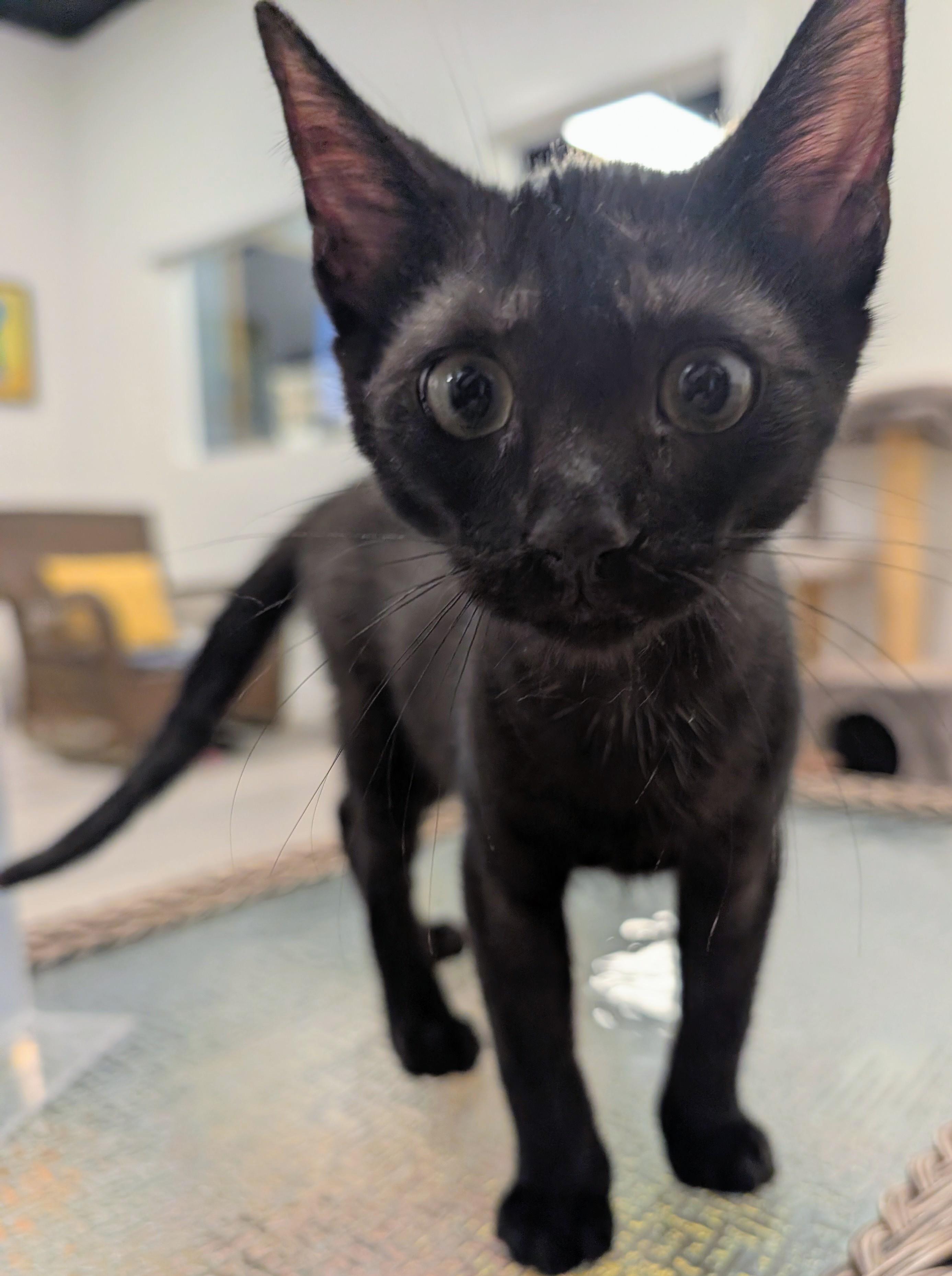 Enlarge Seager, a Adoptable Domestic Short Hair in Palm Harbor, FL image 2/5