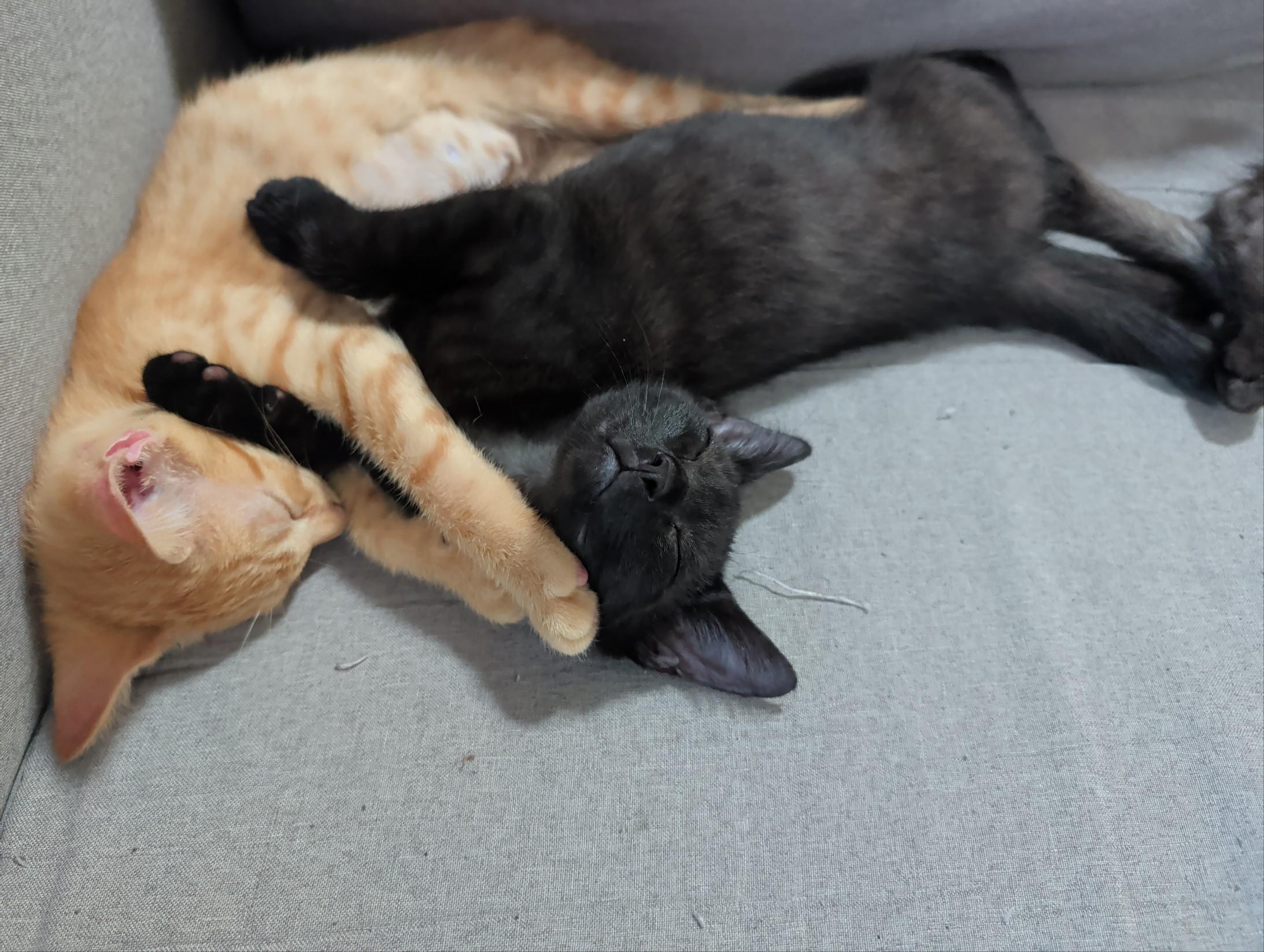 Enlarge Seager, a Adoptable Domestic Short Hair in Palm Harbor, FL image 4/5