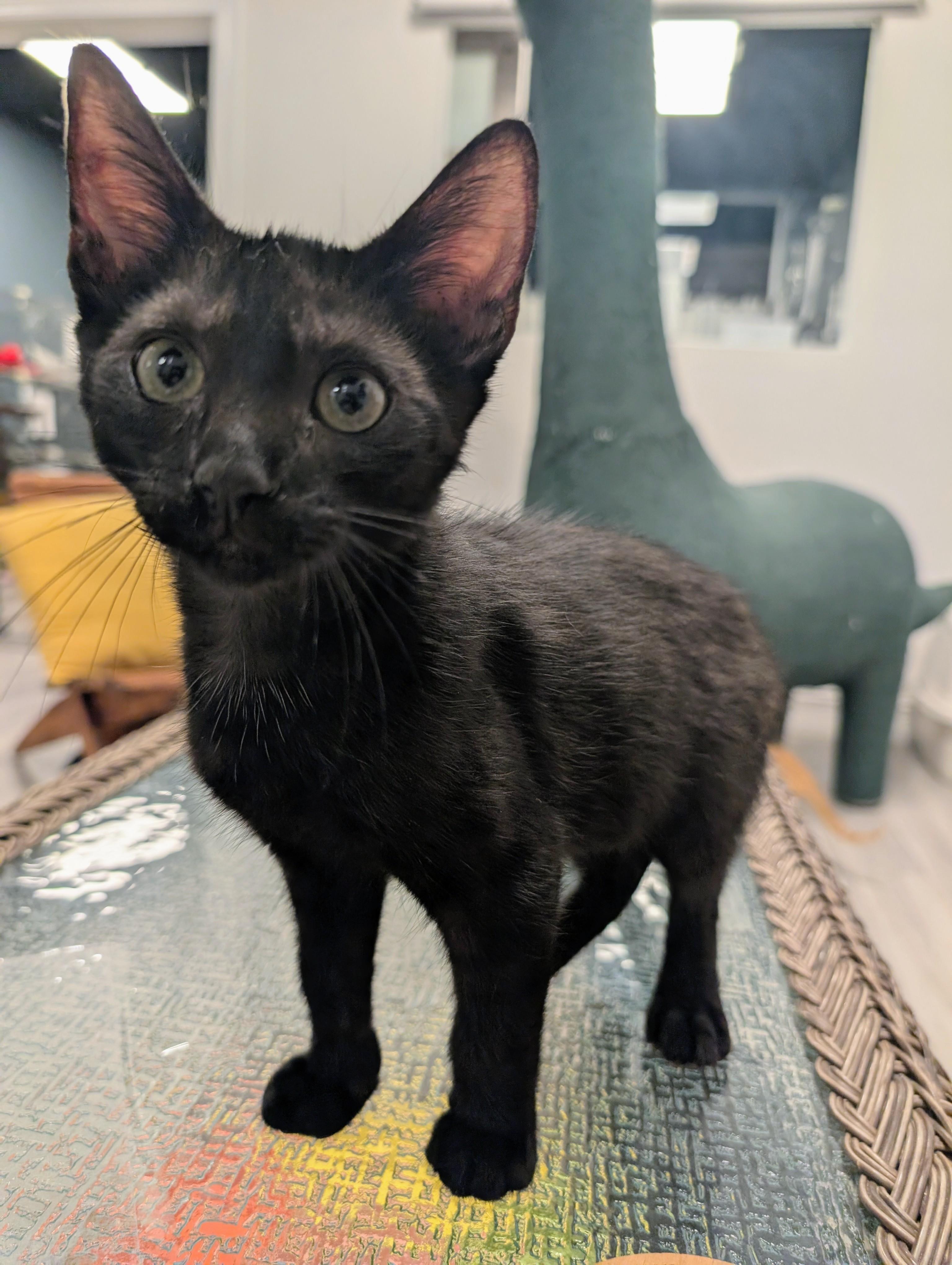 Enlarge Seager, a Adoptable Domestic Short Hair in Palm Harbor, FL image 1/5