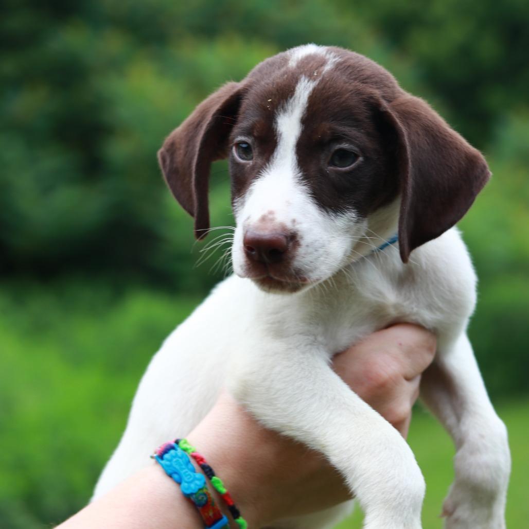 CT Nacho Fries, Adoptable, Puppy Male Pointer & Mixed Breed.