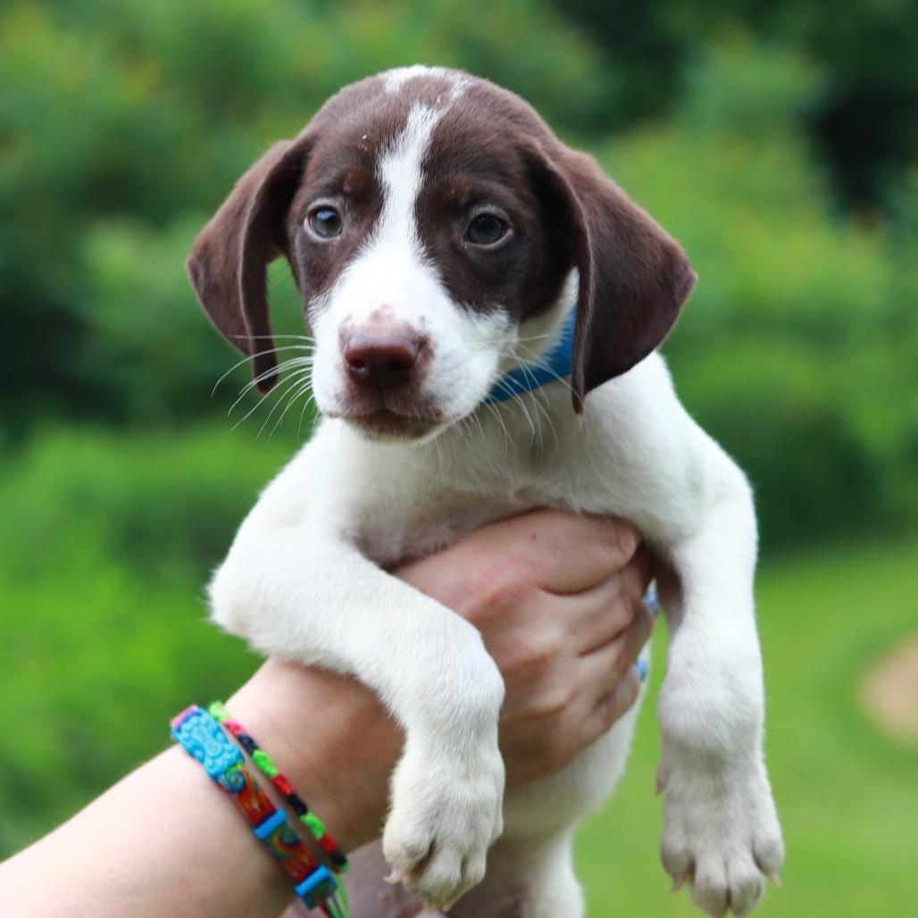 Enlarge CT Nacho Fries, a Adoptable mixed breed in Eastford, CT image 2/3
