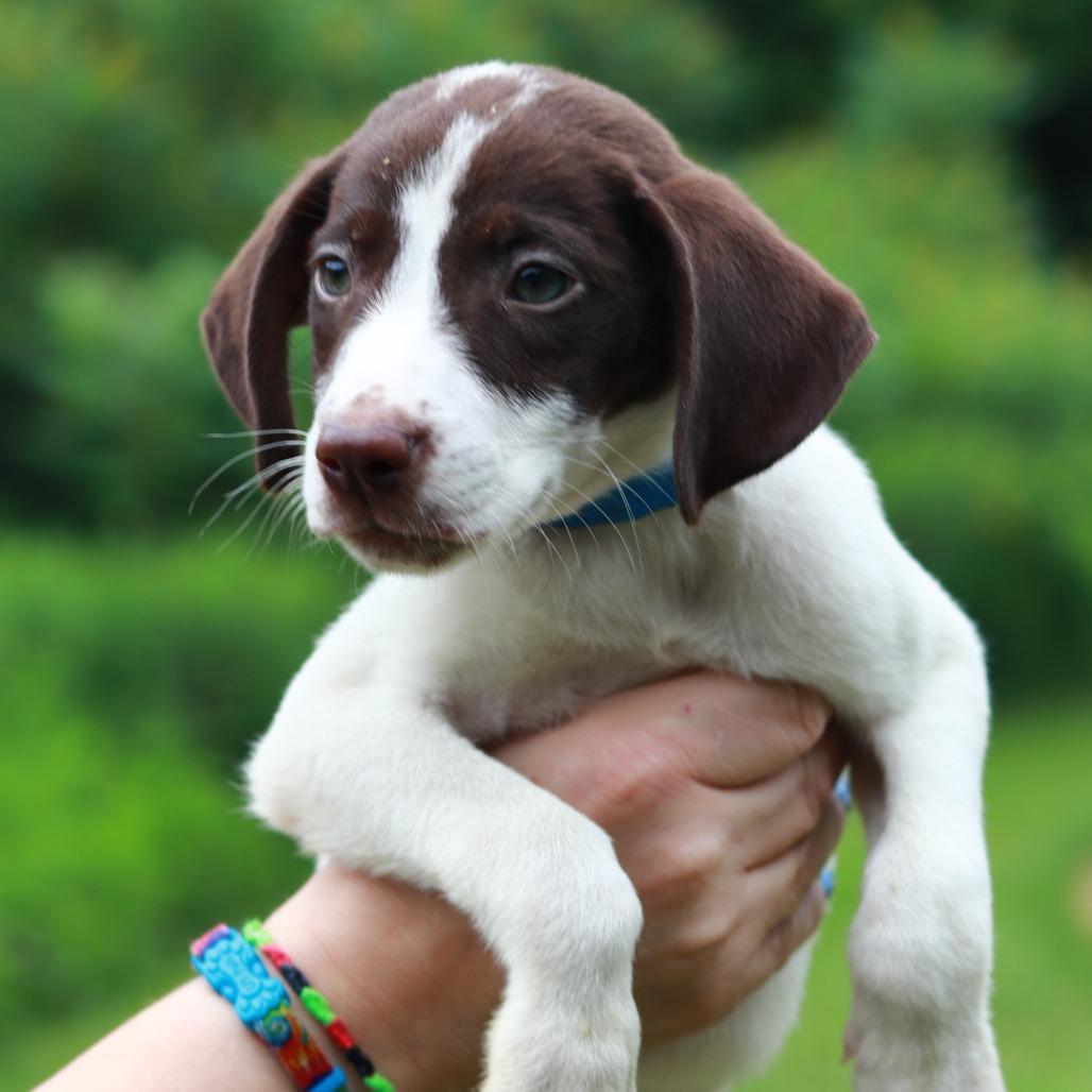 Enlarge CT Nacho Fries, a Adoptable mixed breed in Eastford, CT image 3/3