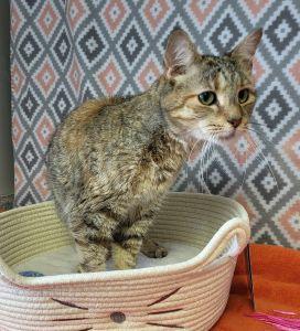 Enlarge Kumi, a ADOPTABLE Domestic Short Hair in Bucyrus, OH image 2/3