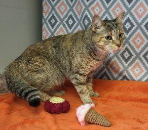 Enlarge Kumi, a ADOPTABLE Domestic Short Hair in Bucyrus, OH image 3/3