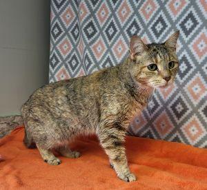 Kumi, ADOPTABLE, Adult Female Domestic Short Hair.