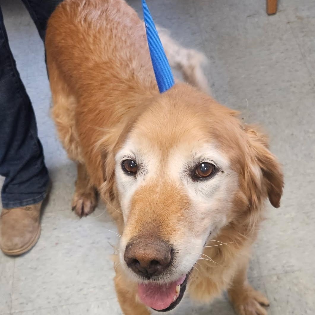 Enlarge Taylor, a ADOPTABLE Golden Retriever in Medina, OH image 1/1