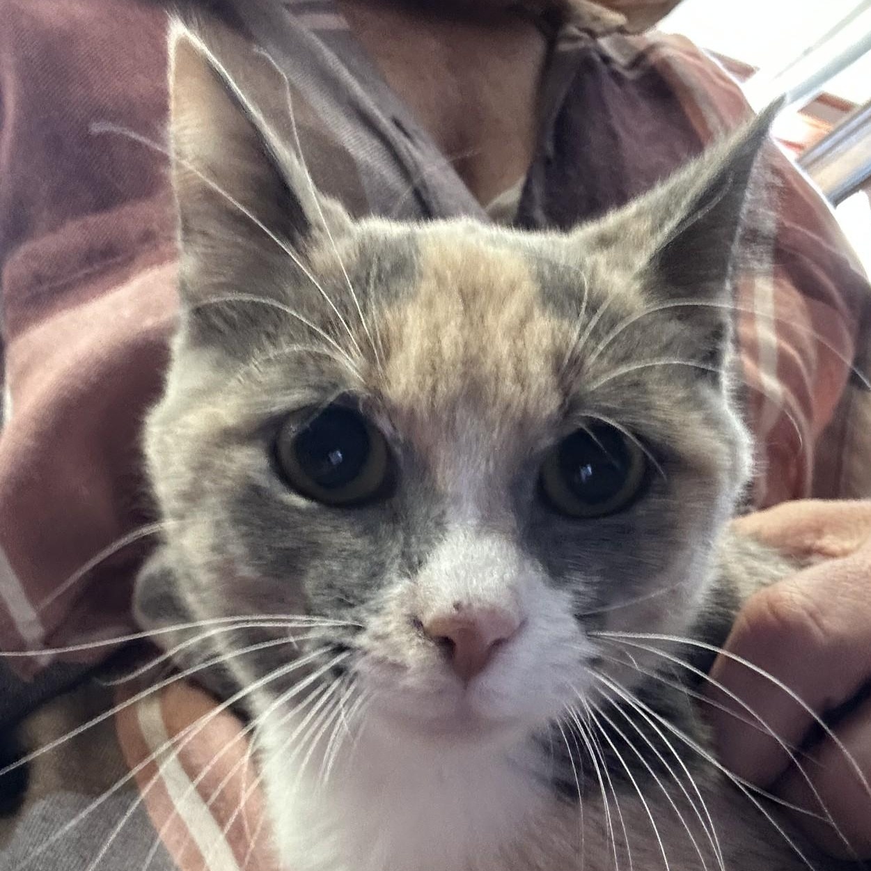 Polly, a Adoptable Domestic Short Hair in Springdale, AR image 1/3