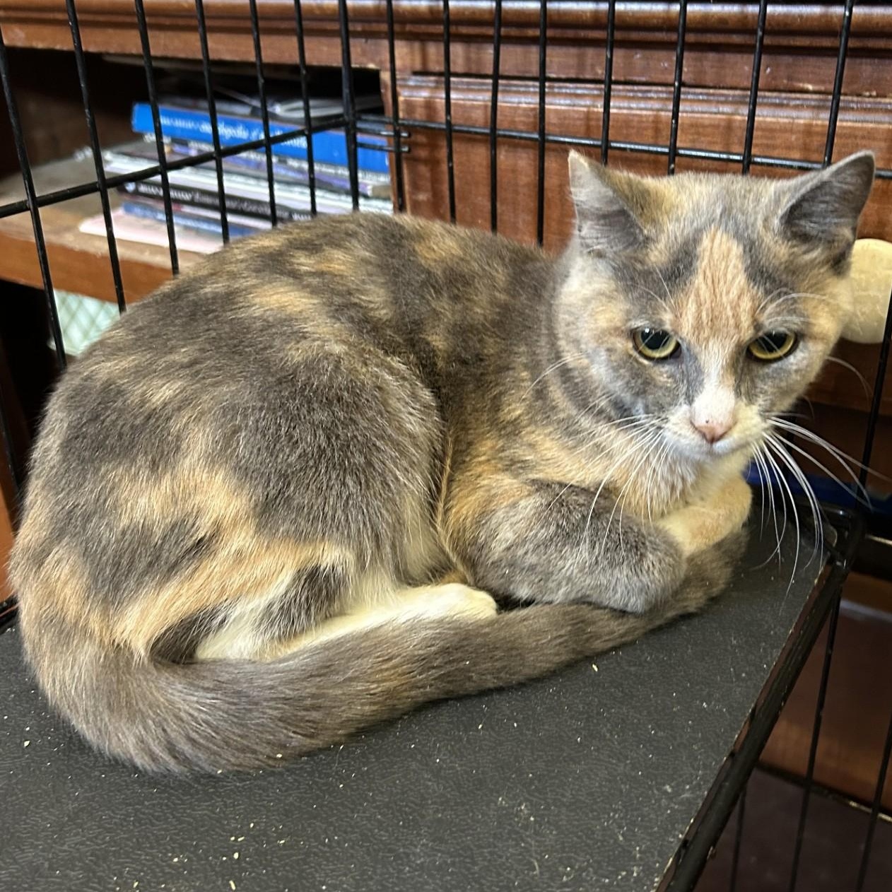 Polly, a Adoptable Domestic Short Hair in Springdale, AR image 2/3