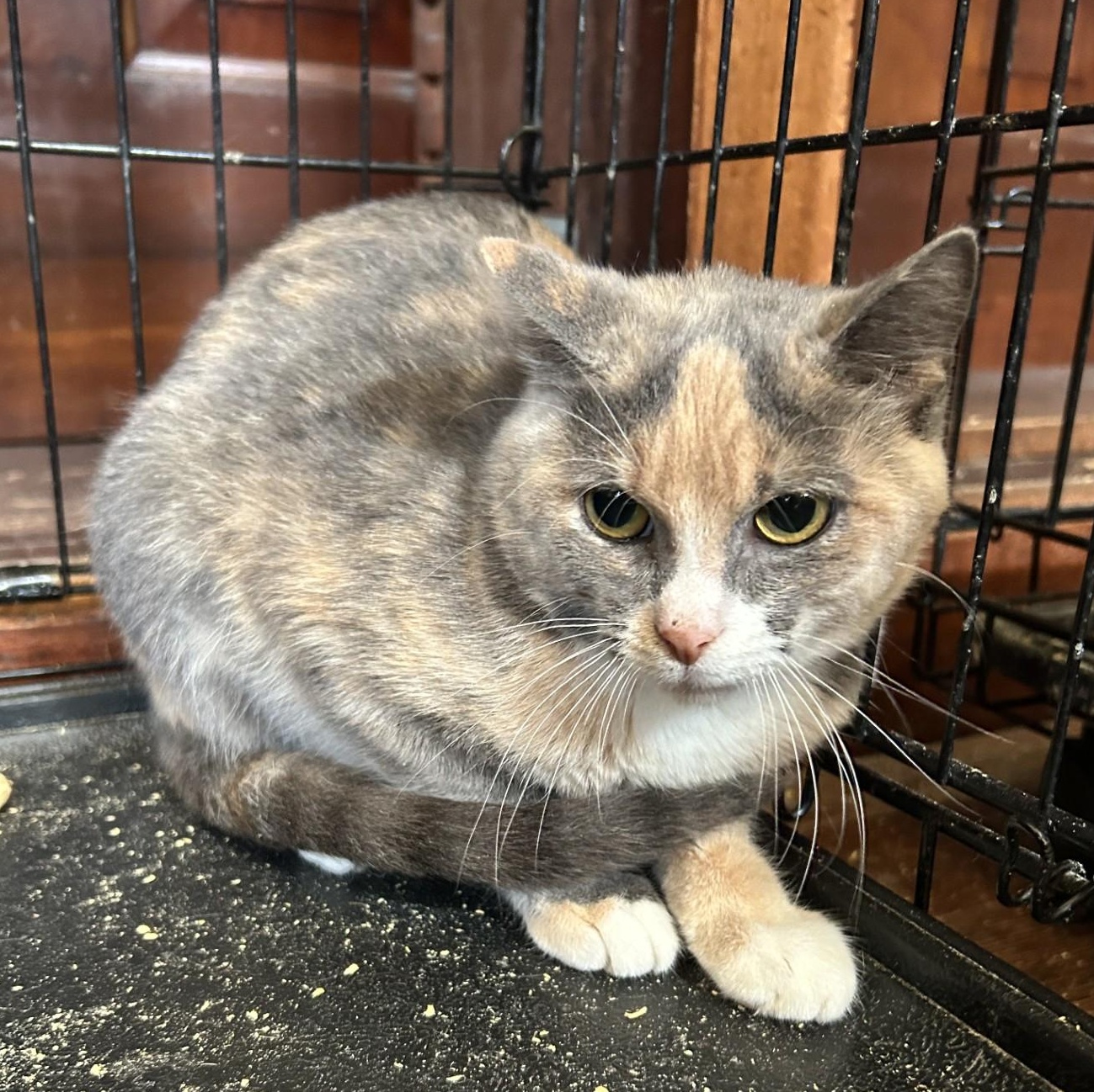 Polly, a Adoptable Domestic Short Hair in Springdale, AR image 3/3