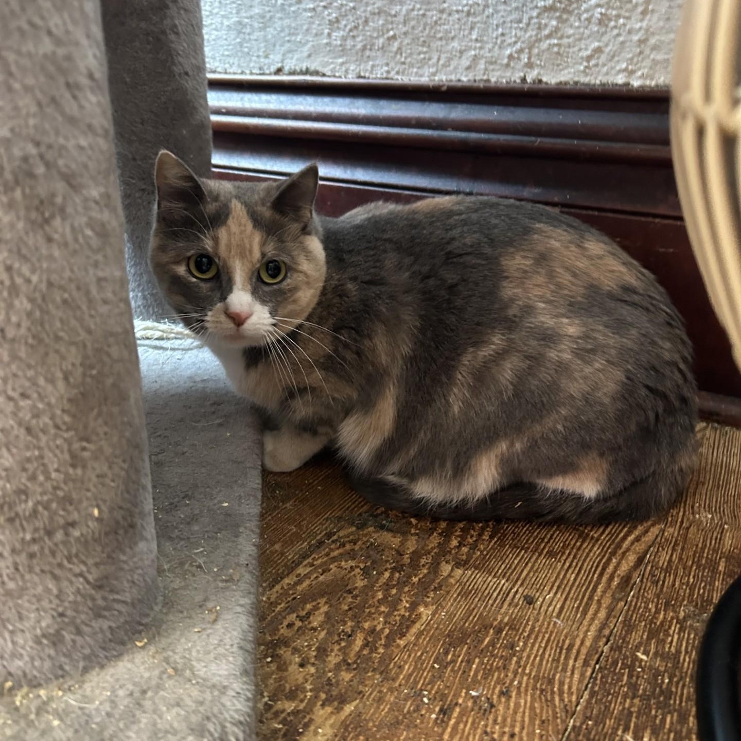 Enlarge Polly, a Adoptable Domestic Short Hair in Springdale, AR image 1/3