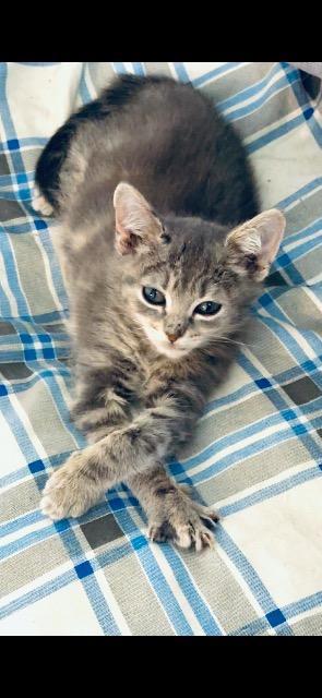 Enlarge Smokey, a Adoptable mixed breed in Johnson City, TN image 1/4