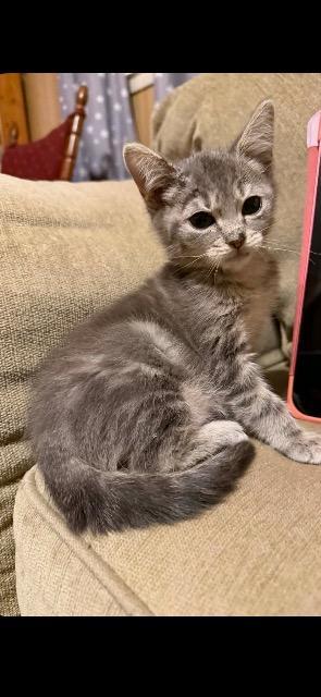 Enlarge Smokey, a Adoptable mixed breed in Johnson City, TN image 2/4