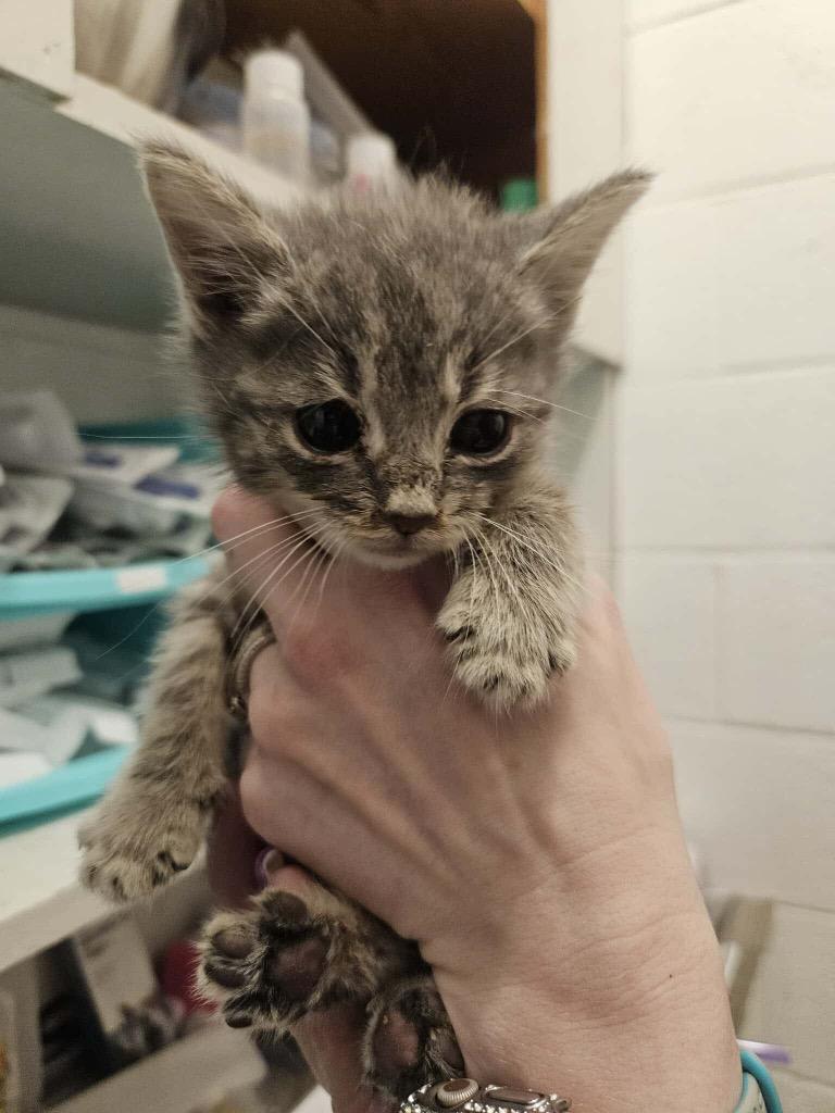 Enlarge Smokey, a Adoptable mixed breed in Johnson City, TN image 3/4