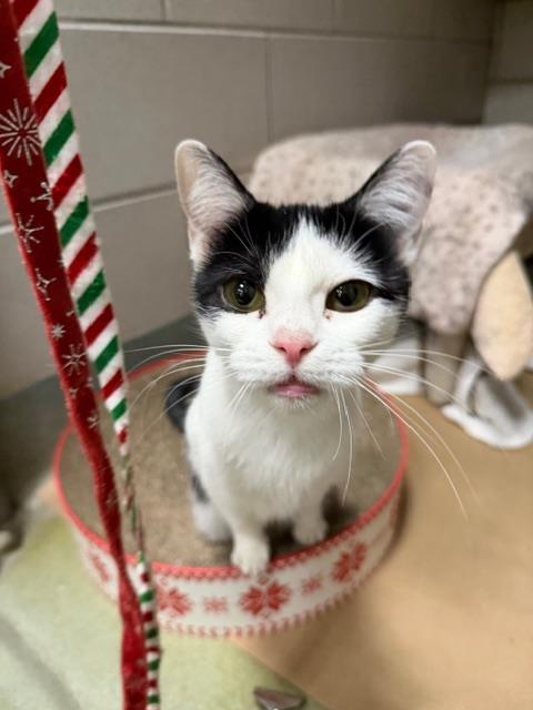 COBWEB, Adoptable, Young Female Domestic Short Hair.