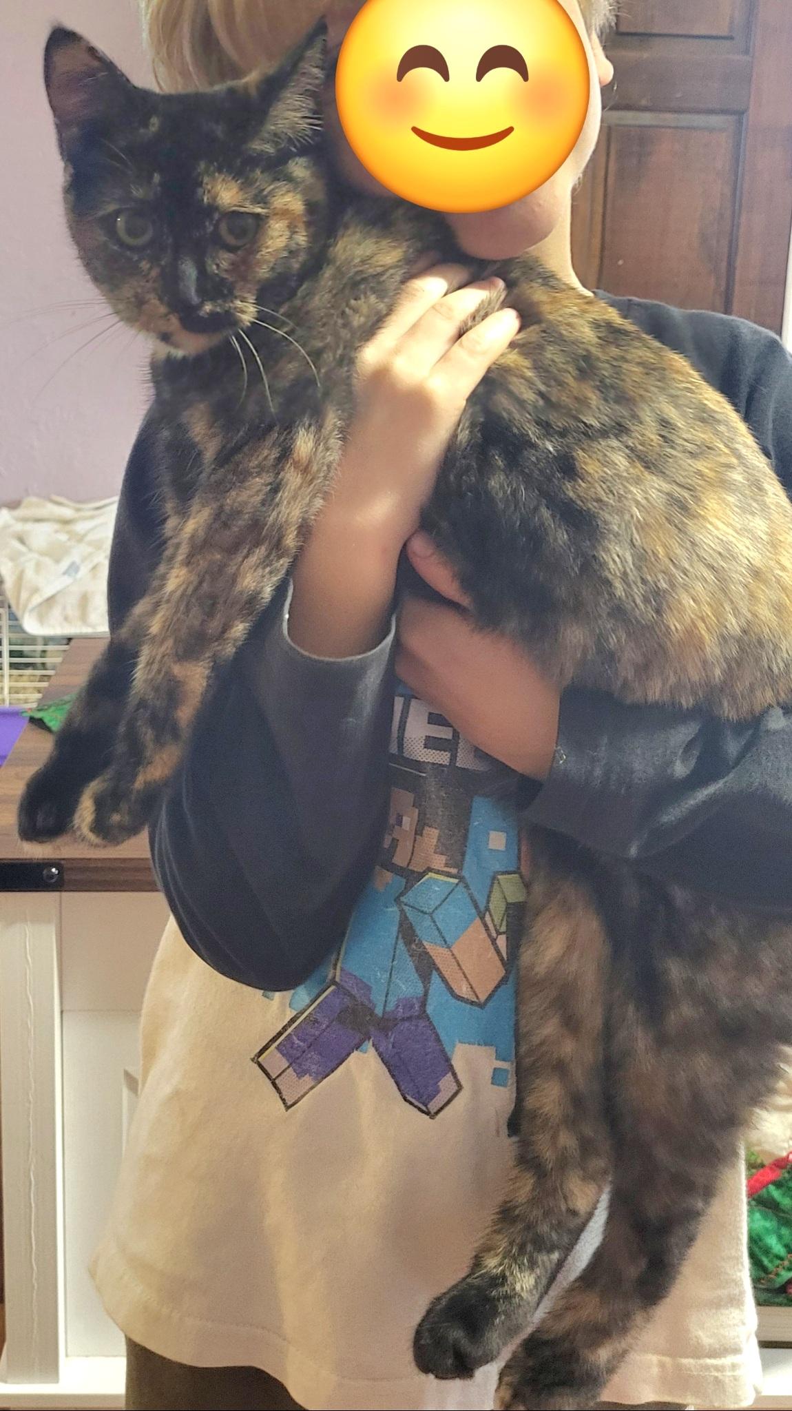 Martha, a Adoptable Tortoiseshell in Springfield, OR image 1/6