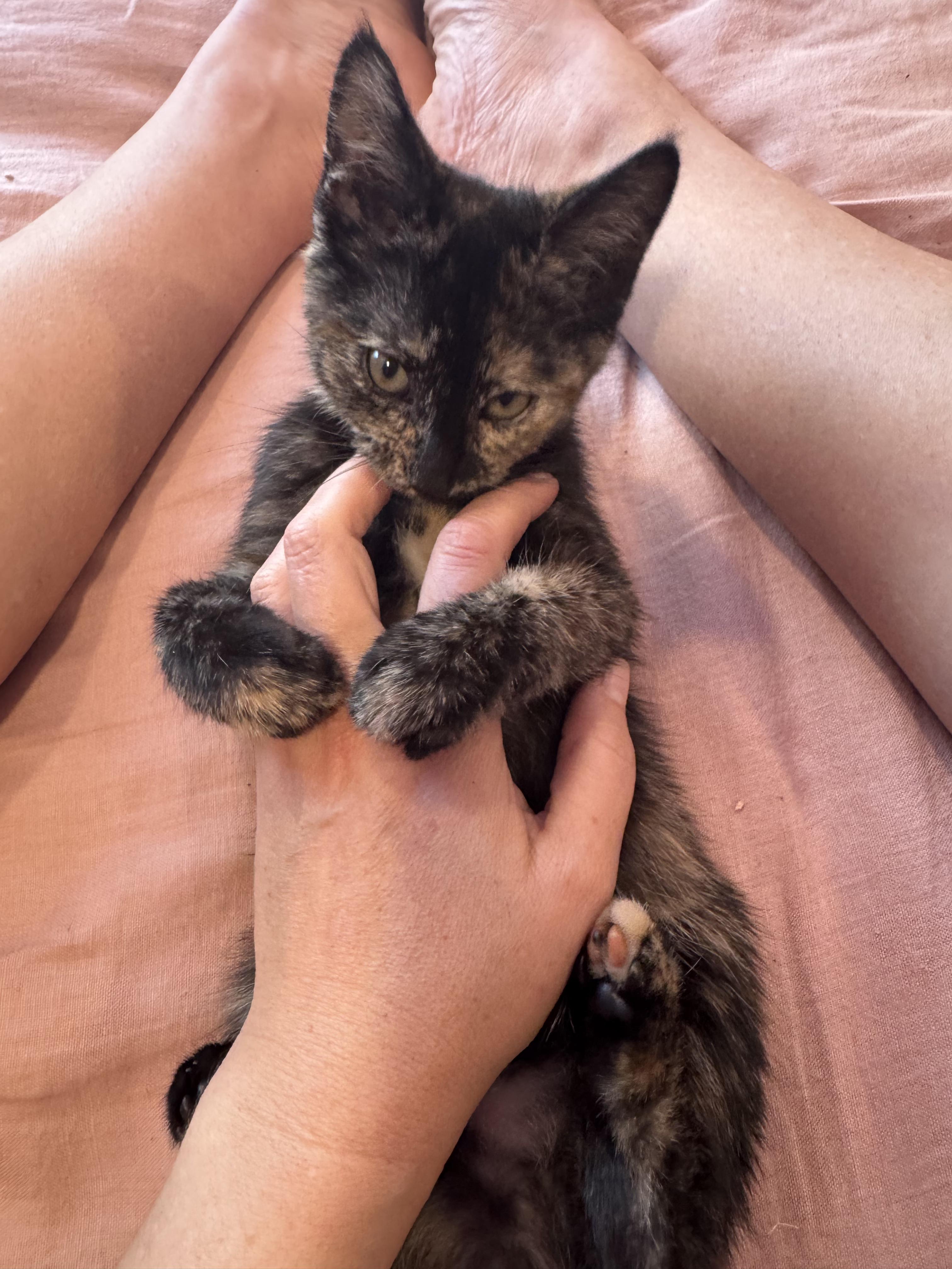 Martha, a Adoptable Tortoiseshell in Springfield, OR image 4/6