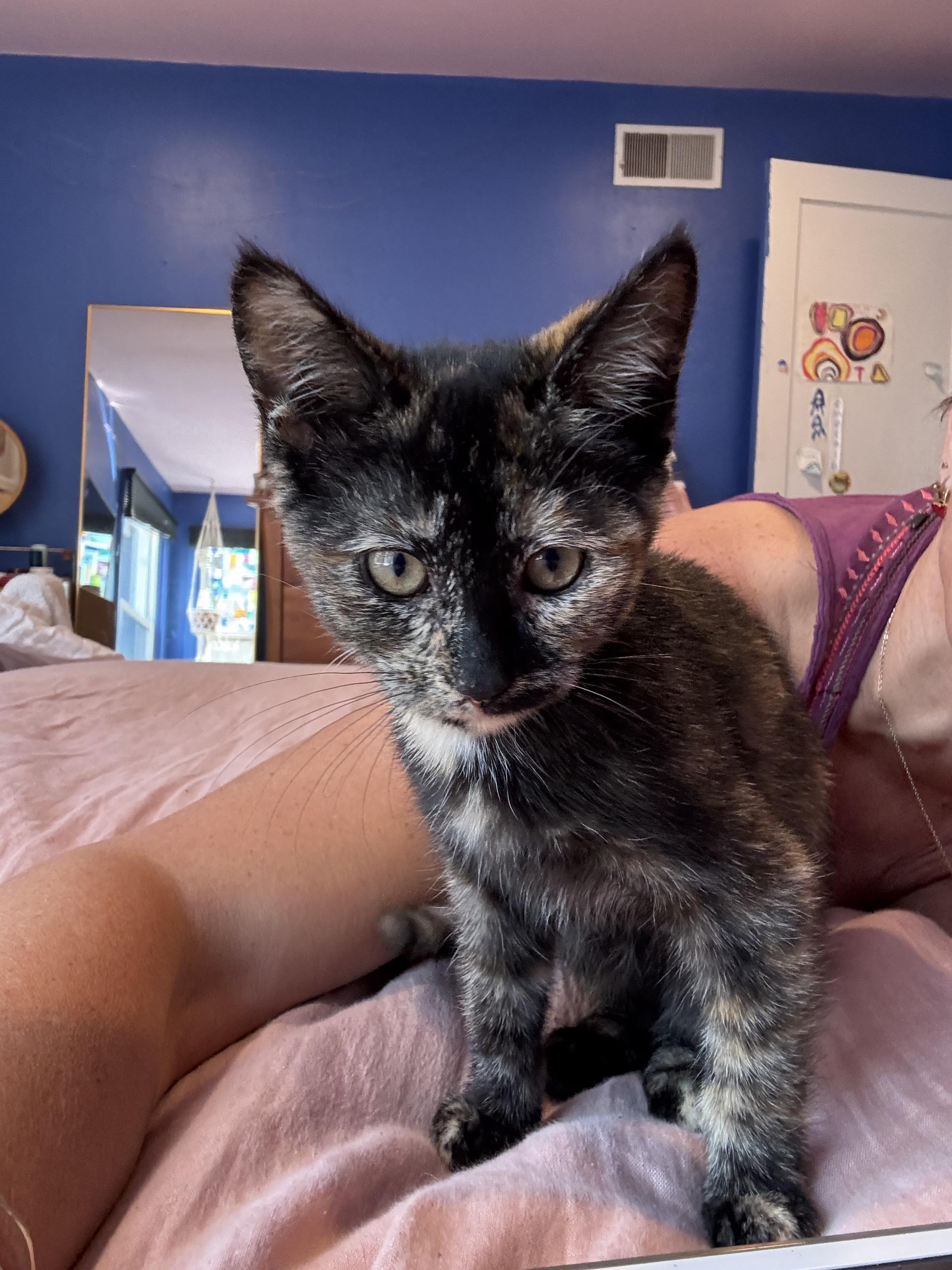 Martha, a Adoptable Tortoiseshell in Springfield, OR image 2/6