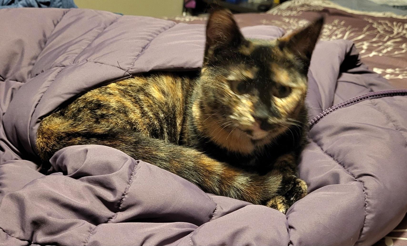 Martha, a Adoptable Tortoiseshell in Springfield, OR image 3/6