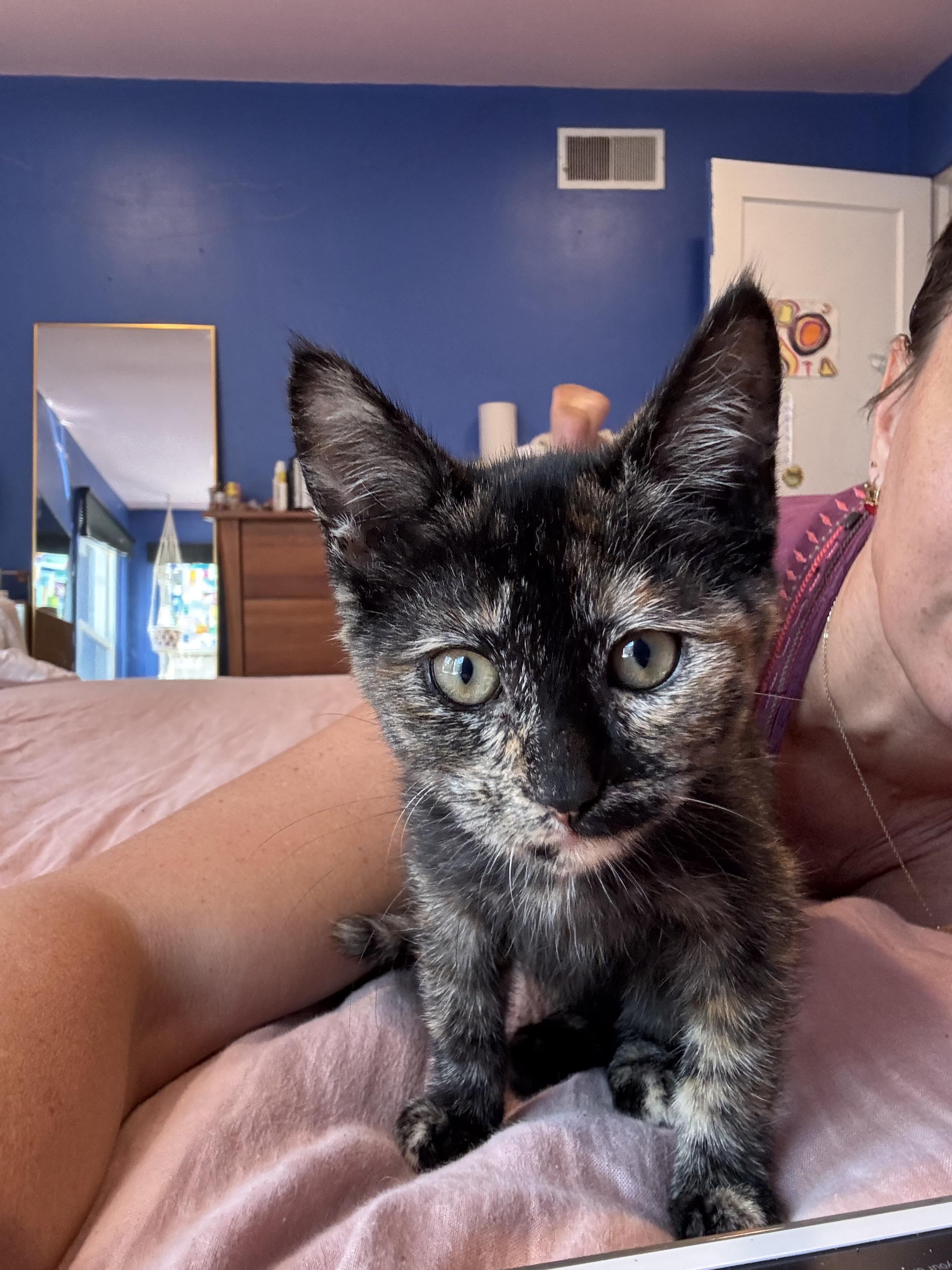 Martha, a Adoptable Tortoiseshell in Springfield, OR image 6/6