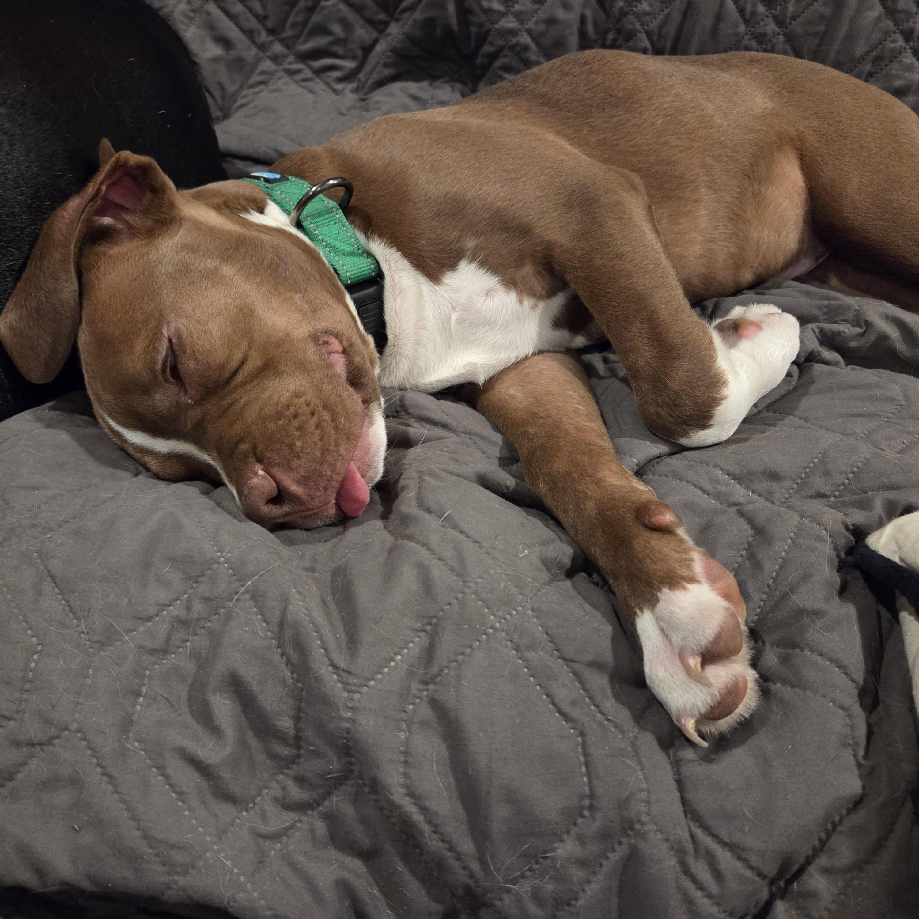 HOAGIE, a Adoptable mixed breed in Tucson , AZ image 5/5