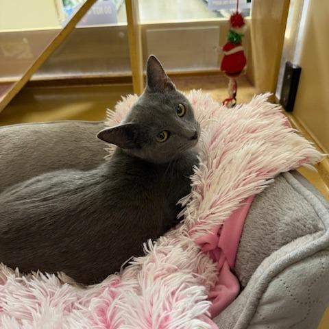 Sugar Muffin, Adoptable, Young Female Domestic Short Hair.