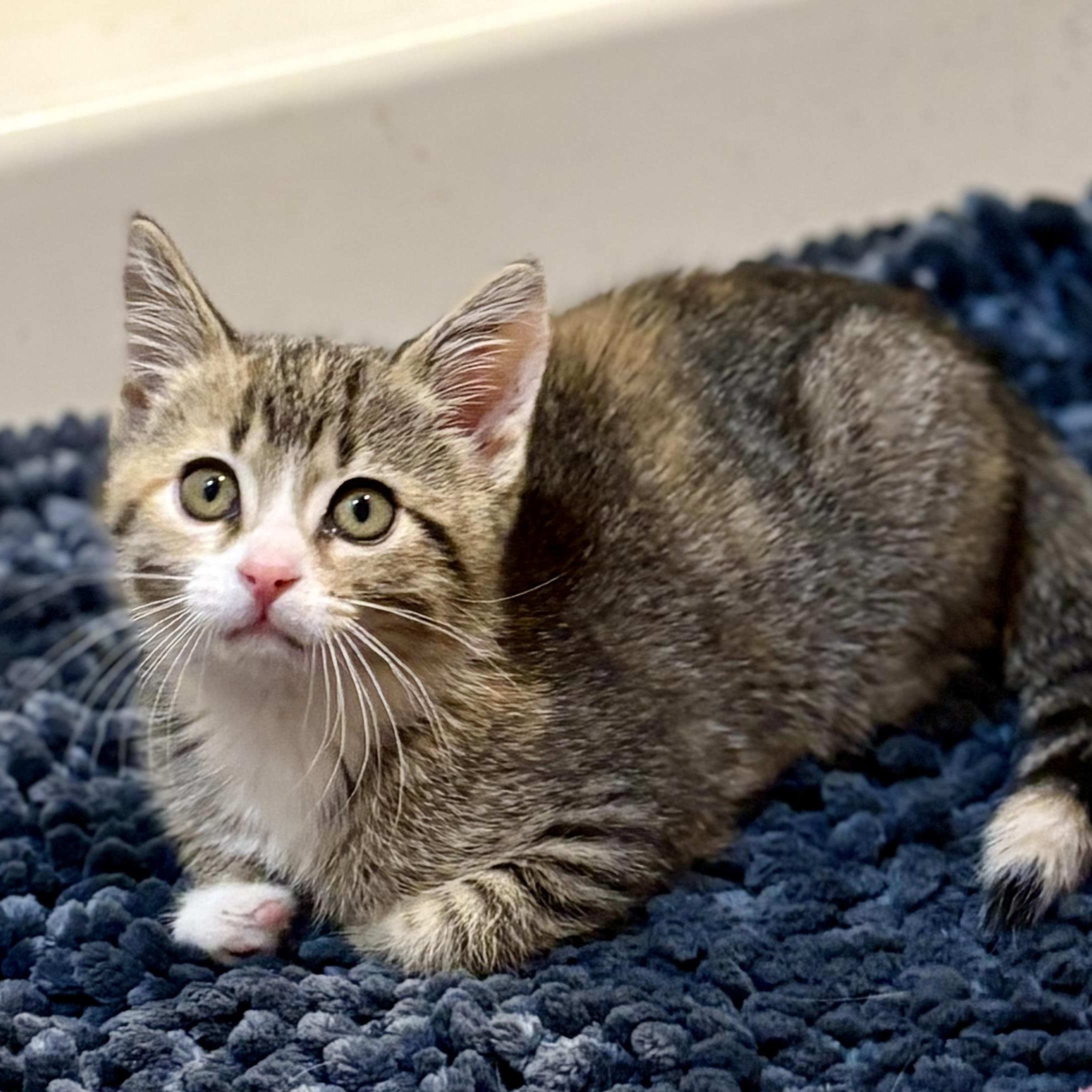 Reilly , adoptable, Kitten Female Tabby & Calico.