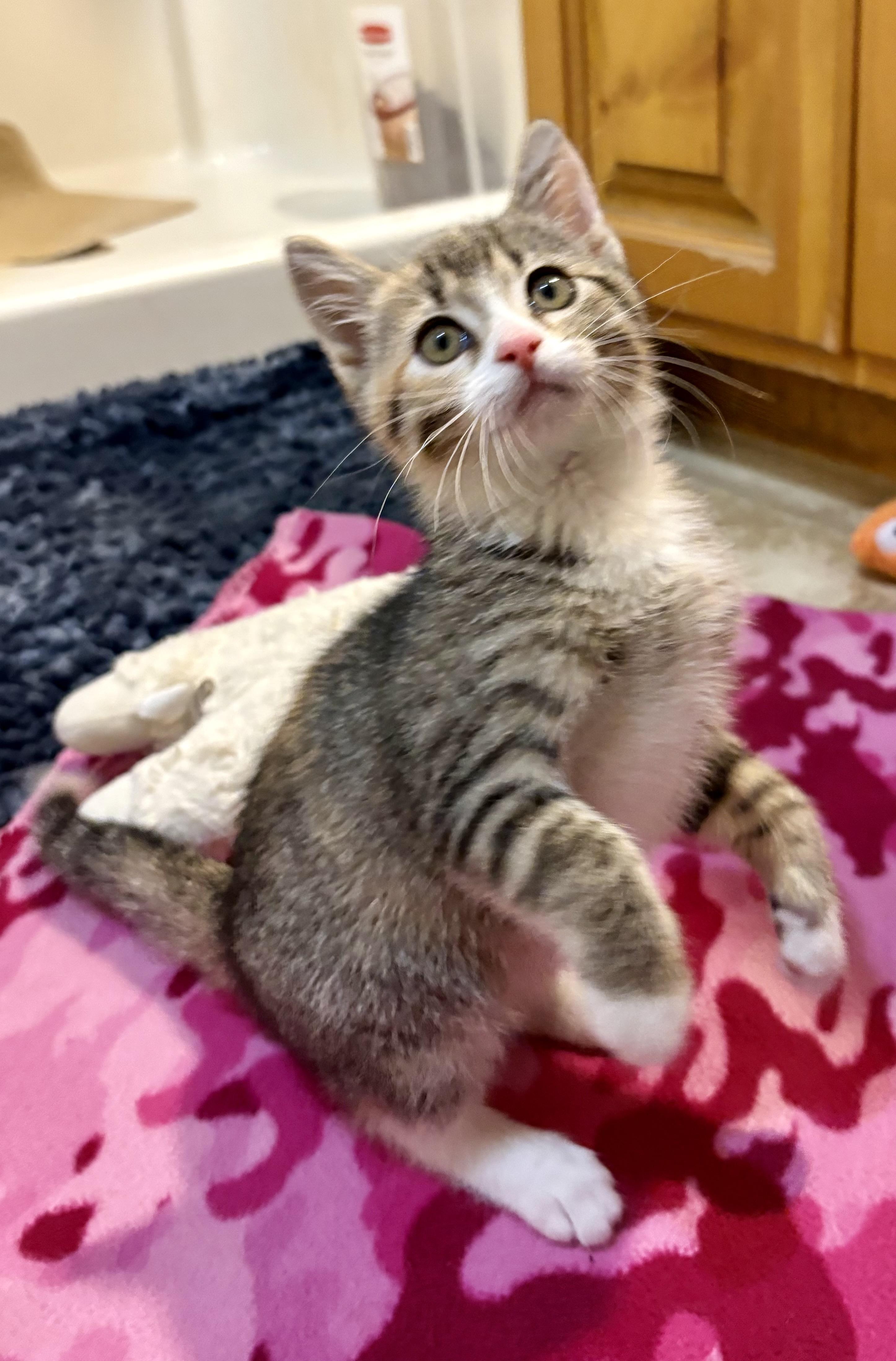 Enlarge Reilly , an adoptable mixed breed in Charles City, IA image 2/5