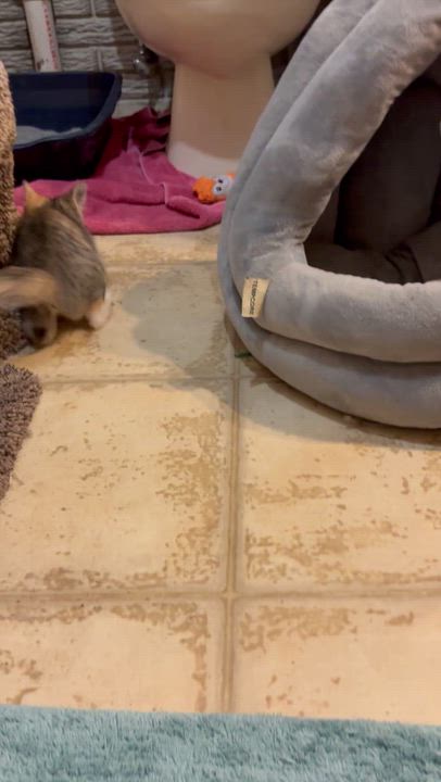 Enlarge Reilly , an adoptable mixed breed in Charles City, IA video 4/5