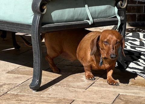 Kyler, Adopted, Senior Male Dachshund.