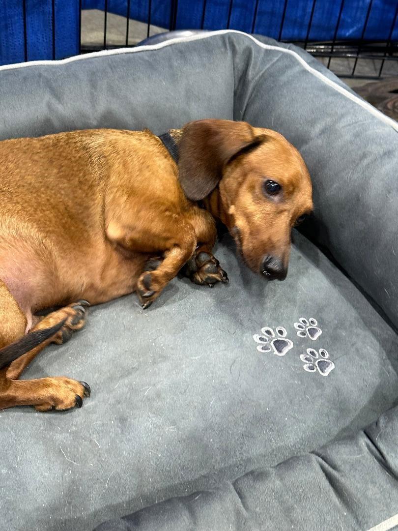 Enlarge Kyler, a Adopted Dachshund in Pearland, TX image 2/3
