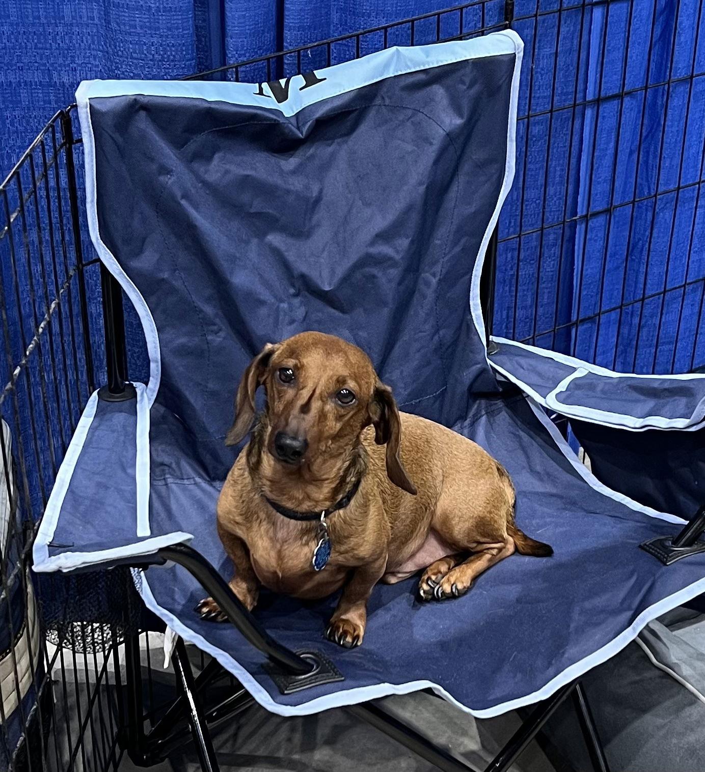 Enlarge Kyler, a Adopted Dachshund in Pearland, TX image 3/3