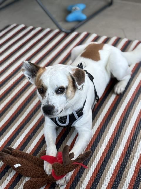 Enlarge Opie, a Adoptable mixed breed in Cordova, TN image 4/5