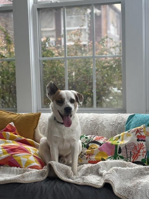 Opie, Adoptable, Young Male Jack Russell Terrier & Corgi.