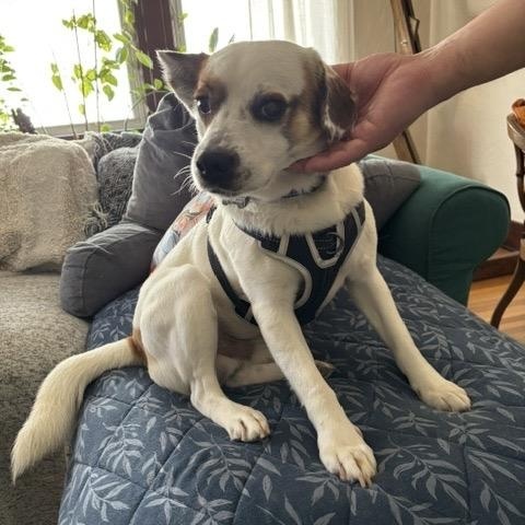 Enlarge Opie, a Adoptable mixed breed in Cordova, TN image 5/5
