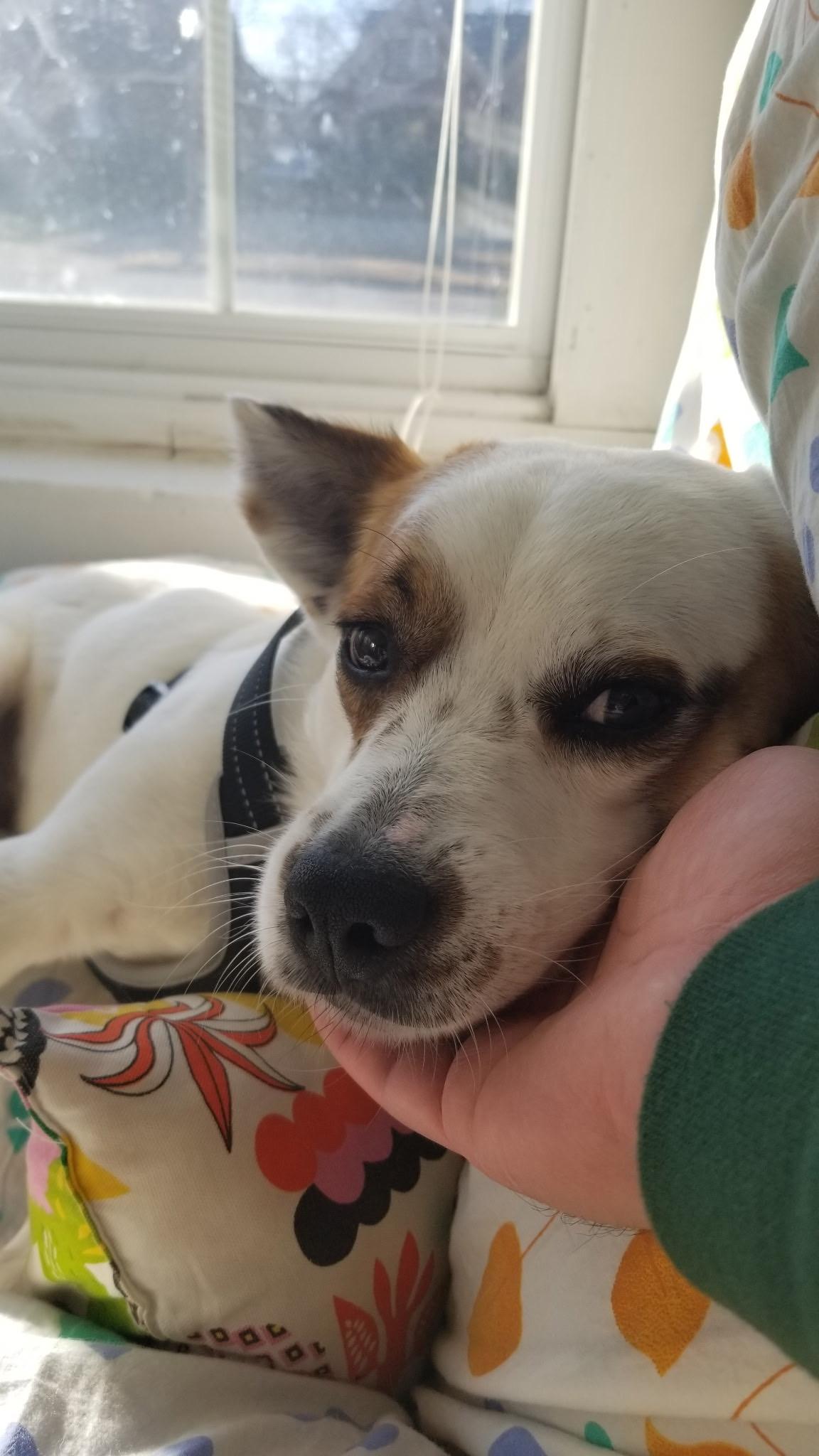 Enlarge Opie, a Adoptable mixed breed in Cordova, TN image 2/5