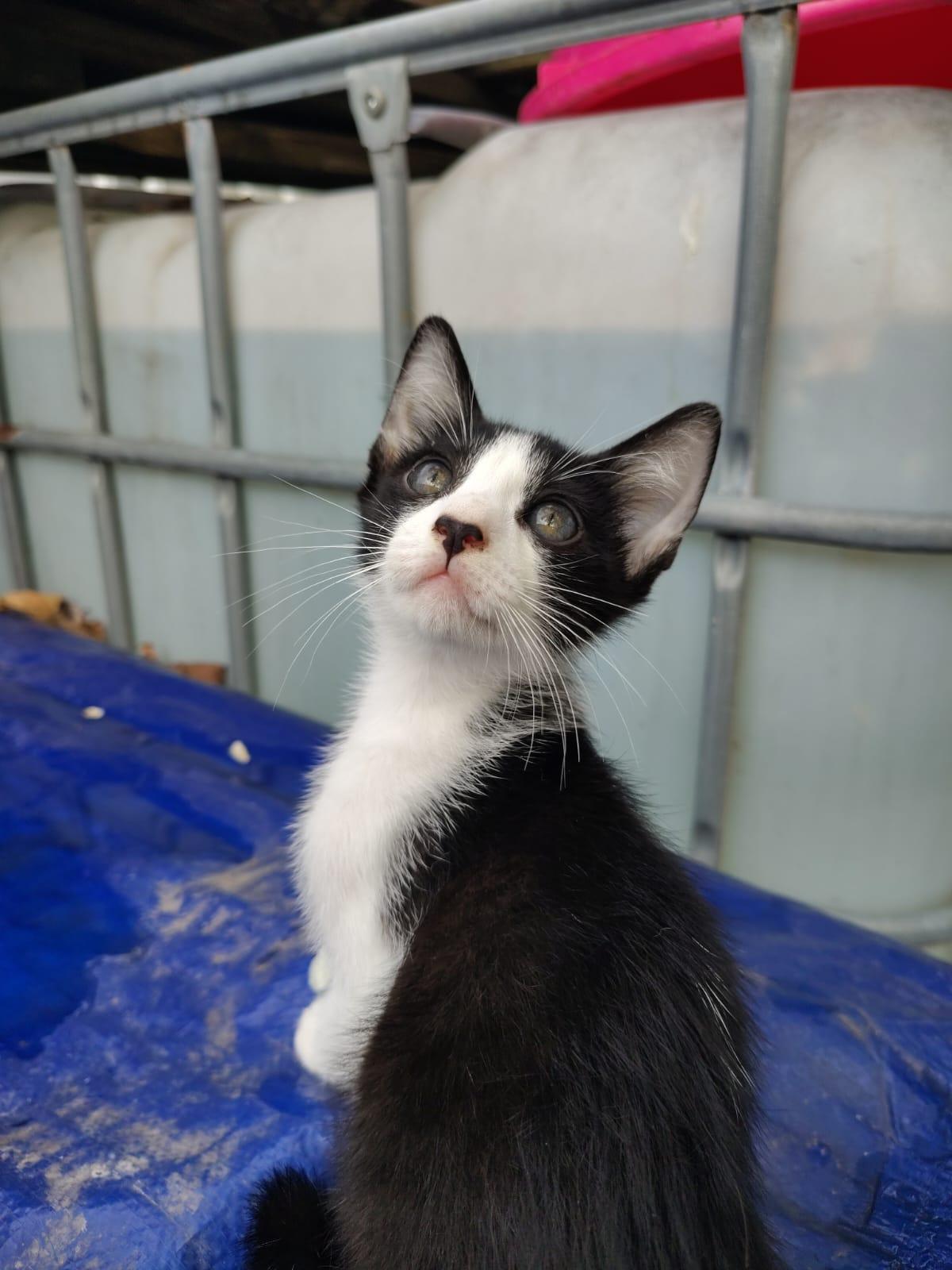 Oreo, a ADOPTABLE Domestic Short Hair in Franklin, MA image 2/4