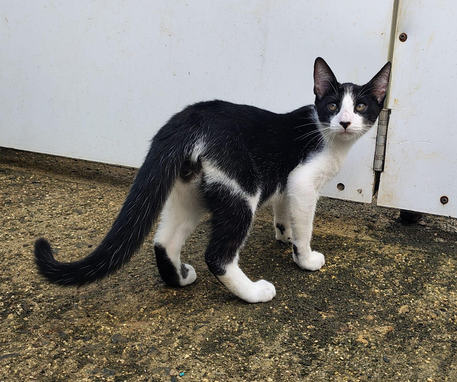 Oreo, ADOPTABLE, Kitten Male Domestic Short Hair.
