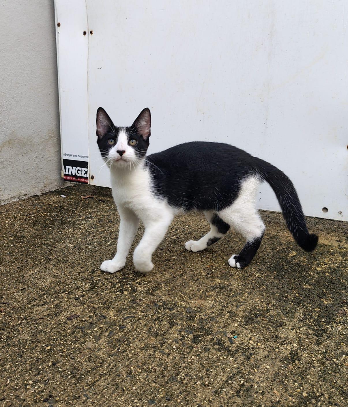 Oreo, a ADOPTABLE Domestic Short Hair in Franklin, MA image 3/4