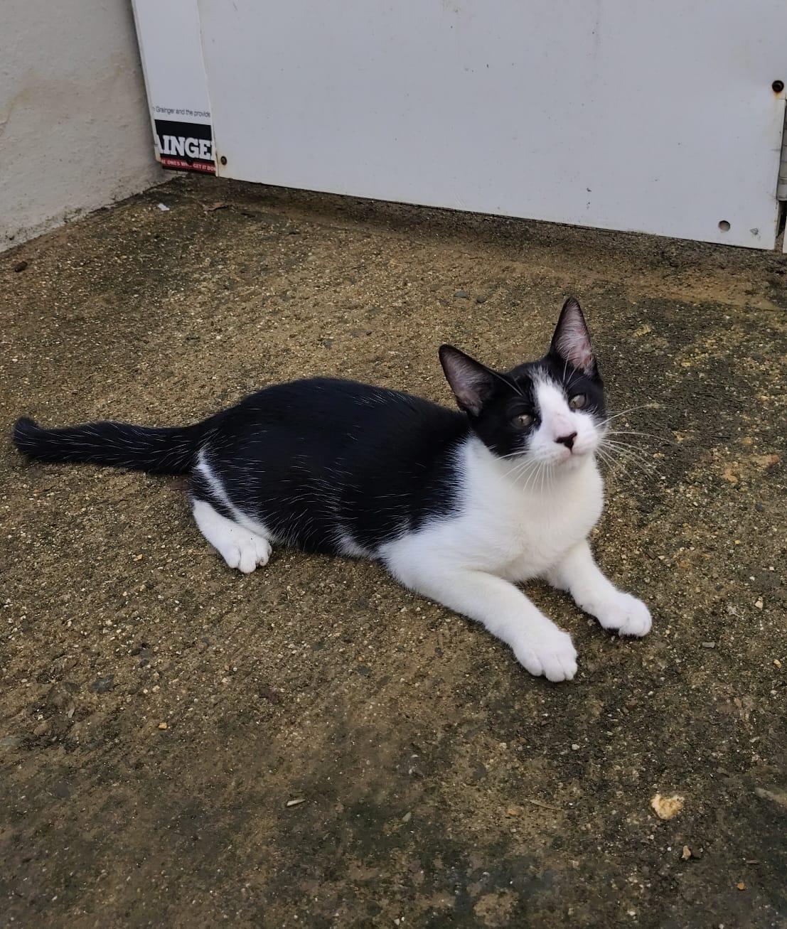 Oreo, a ADOPTABLE Domestic Short Hair in Franklin, MA image 4/4
