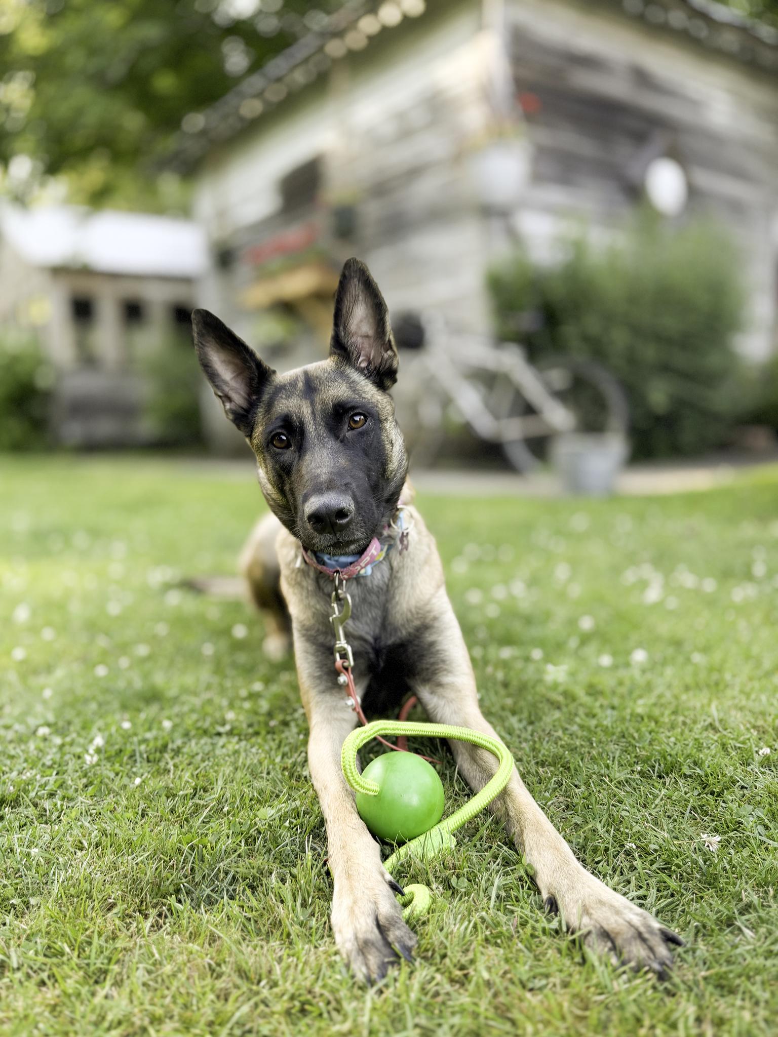 Enlarge Rue, a ADOPTABLE Belgian Shepherd / Malinois in Snoqualmie, WA image 4/4