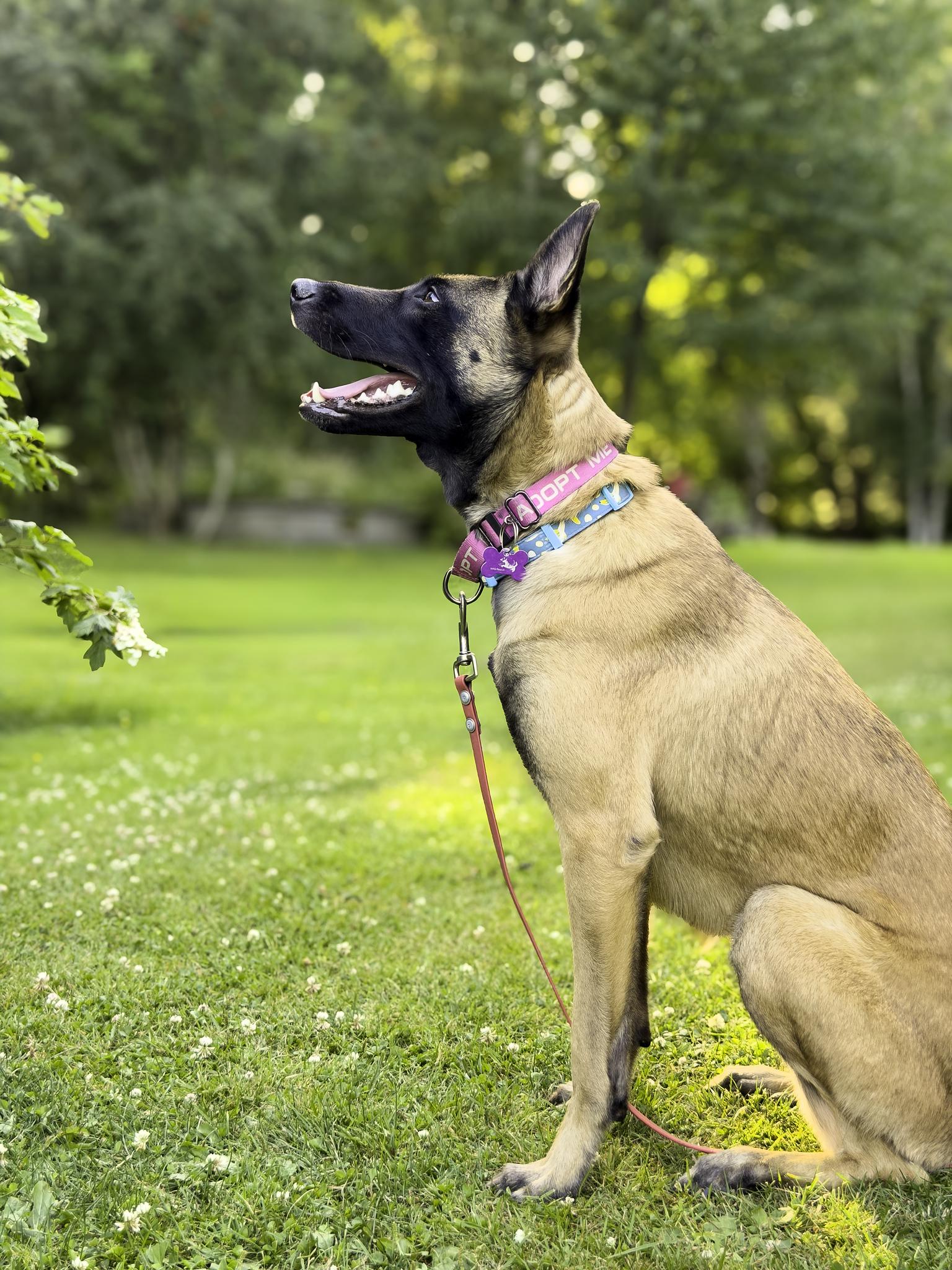Enlarge Rue, a ADOPTABLE Belgian Shepherd / Malinois in Snoqualmie, WA image 3/4